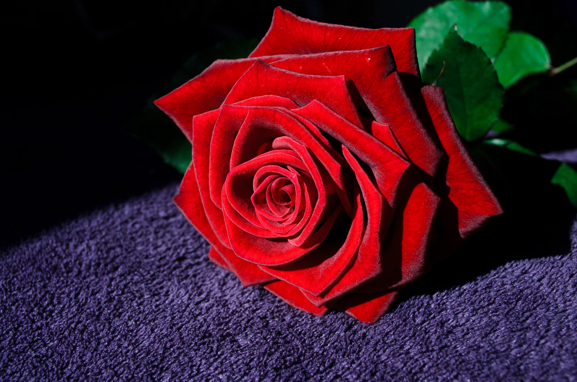 1920x1272 HD Red Rose Flower Widescreen