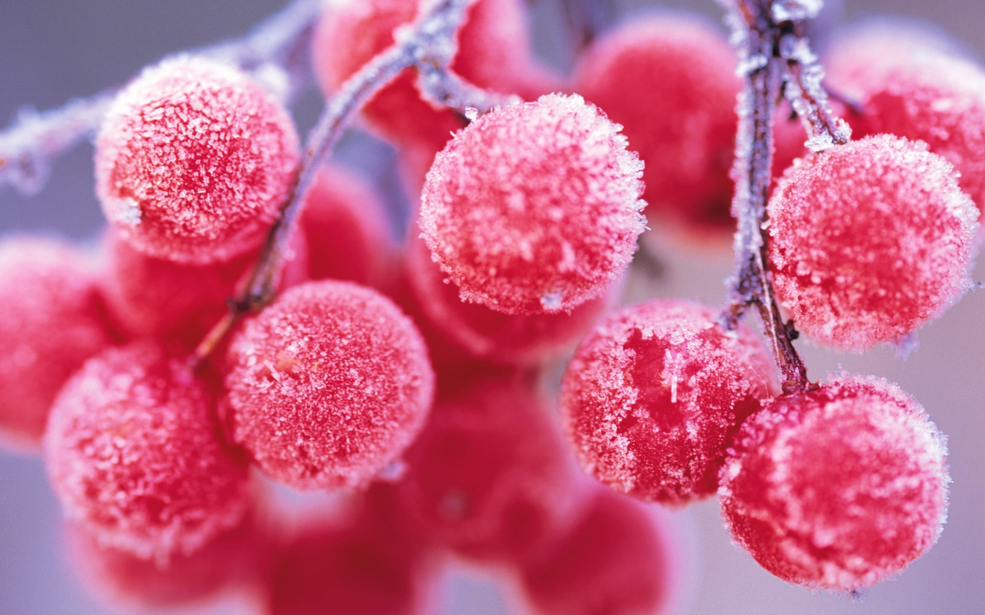 1920x1200 nature winter red berries. Â«Â«