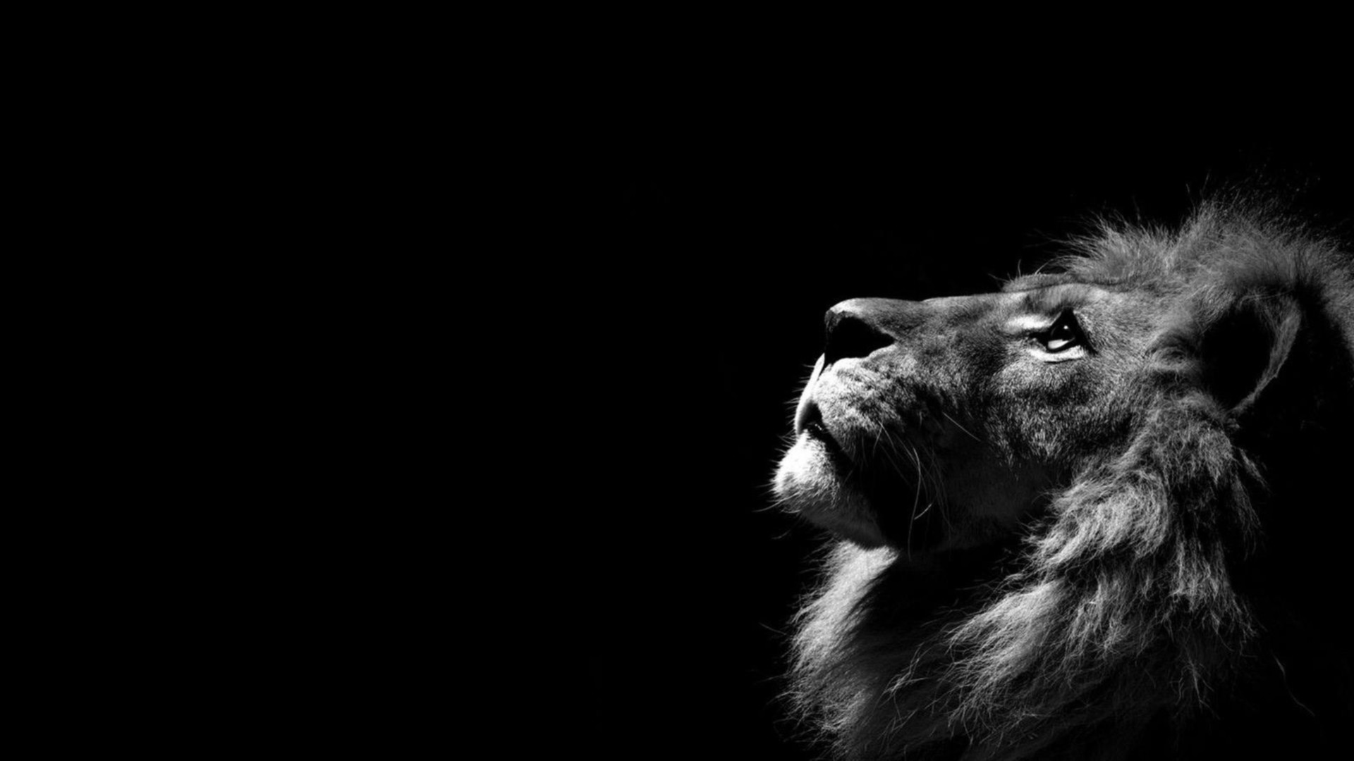 1920x1080 Download Free Lion: The Hunter | HD Wallpapers & Desktop Backgrounds