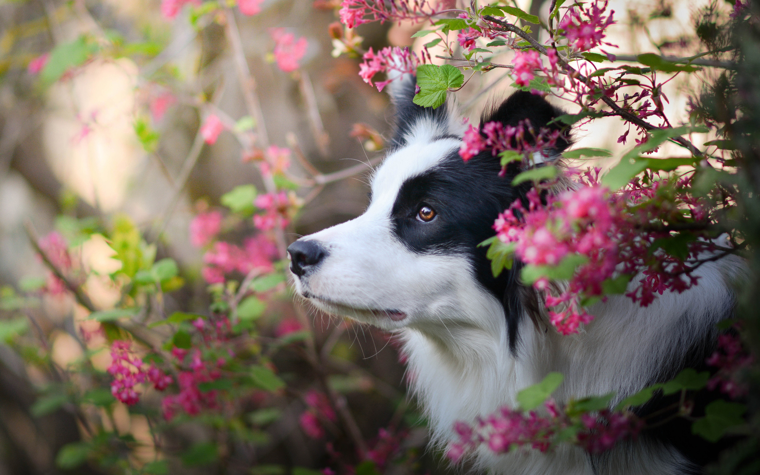 2560x1600 Border Collie Dog, spring, close-up, puppy, pets, cute animals