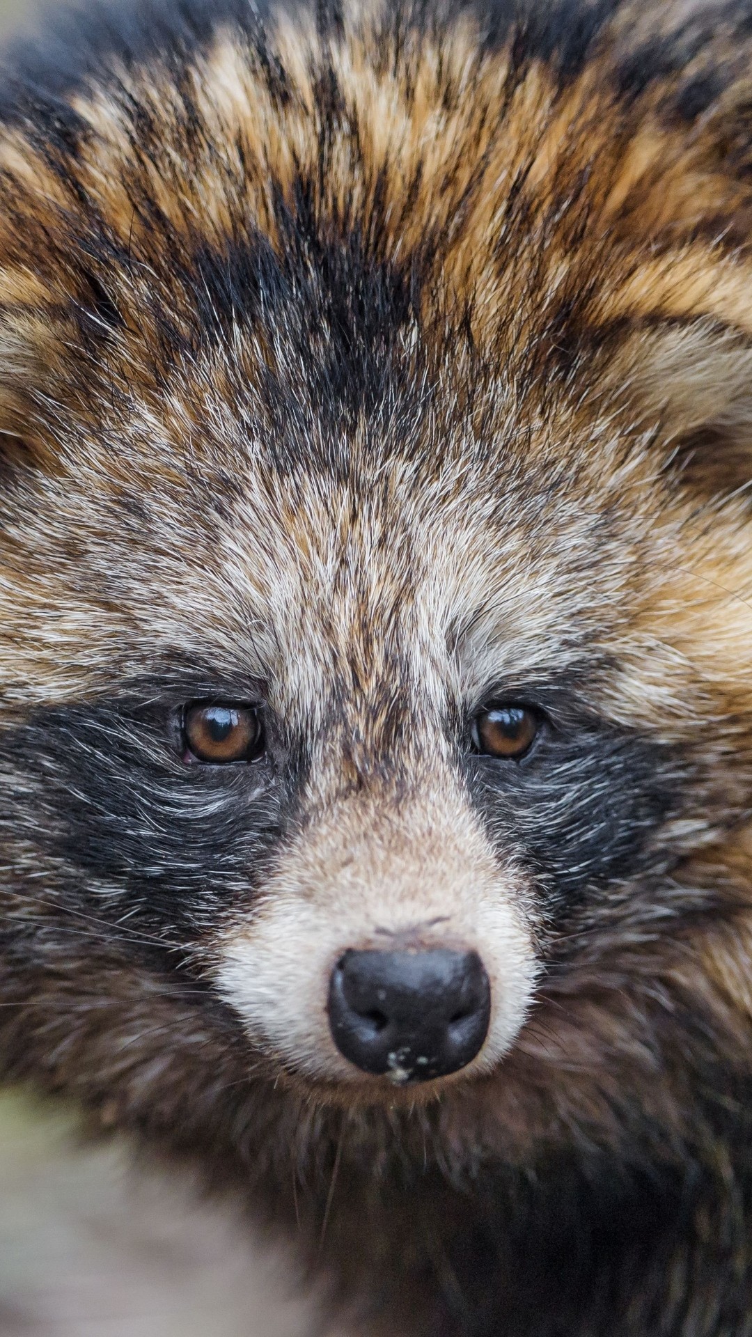 1080x1920 raccoon snout furry mamma iPhone 7 wallpaper