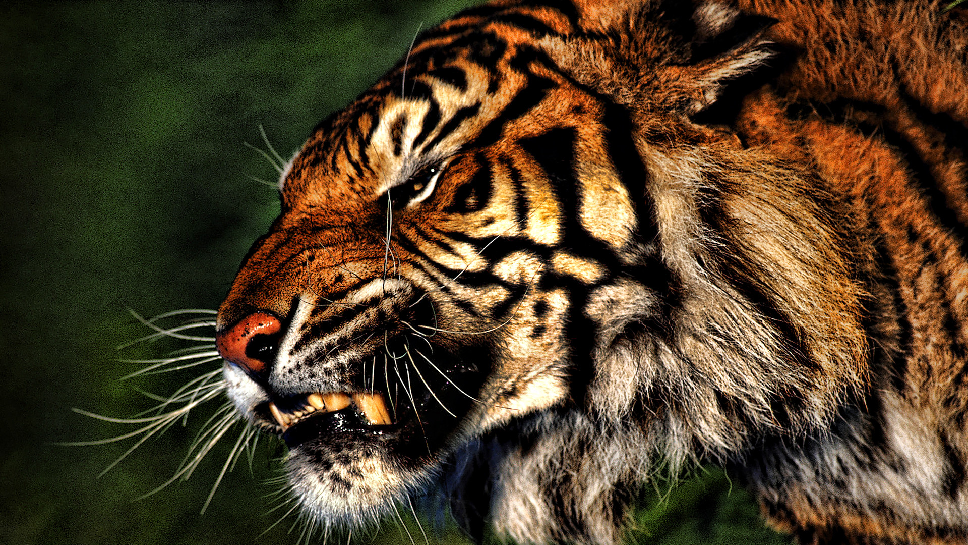 1920x1080 tiger free wallpaper download which is under the tiger wallpapers .