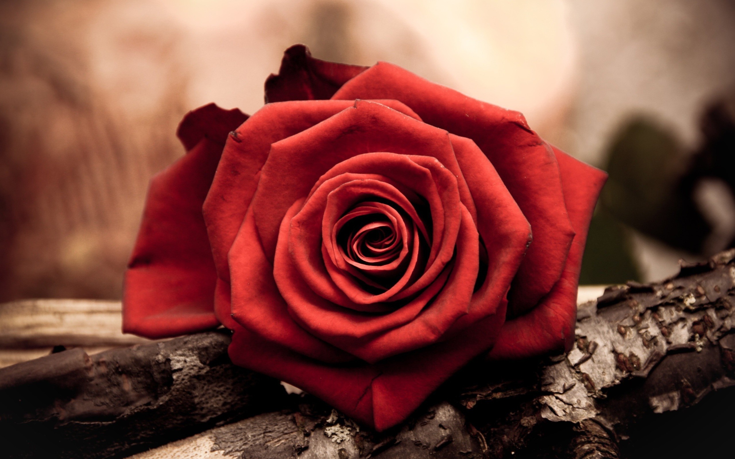 2560x1600 Red Rose Flower Wallpaper