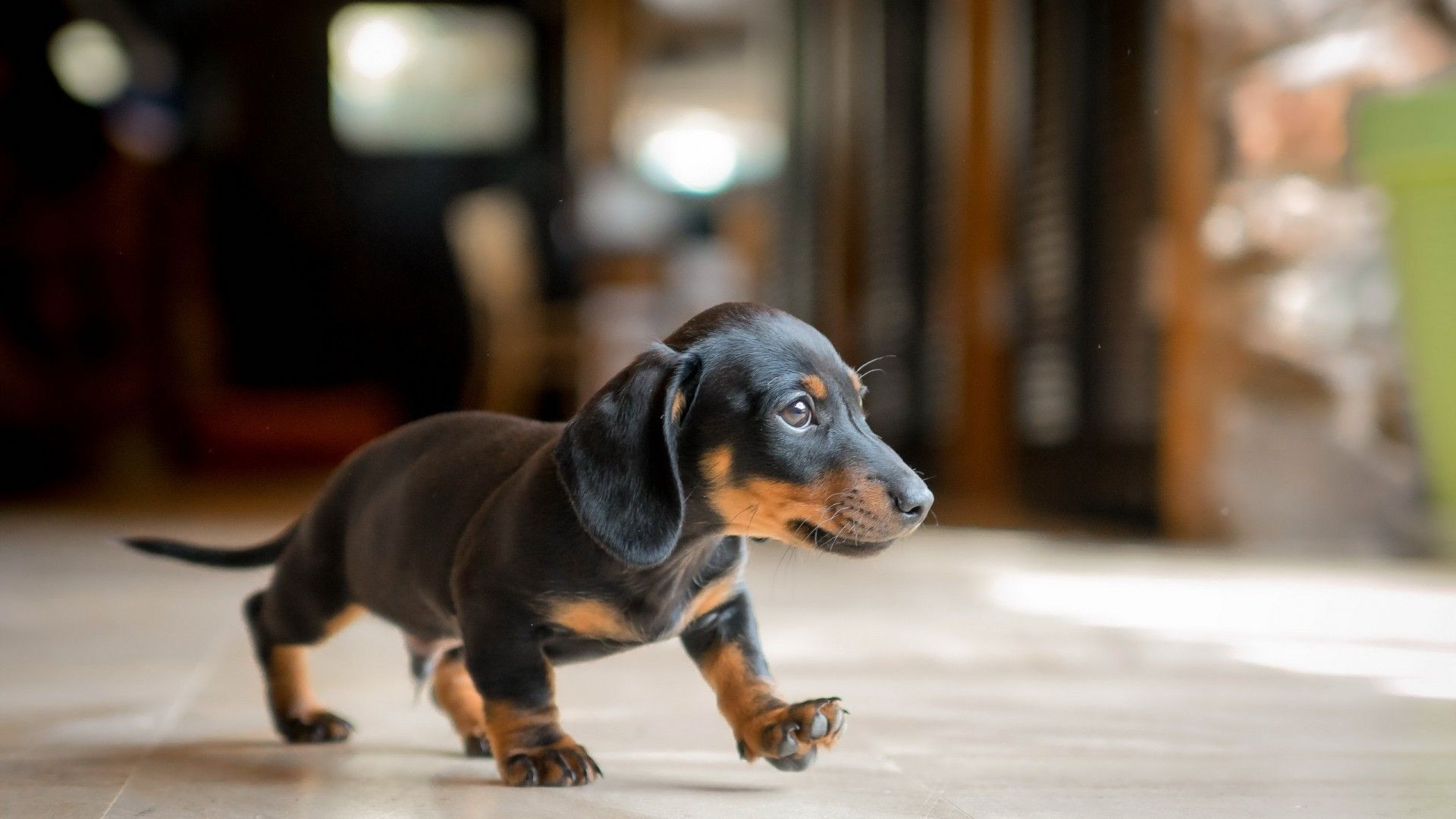 1920x1080 HD Wallpaper Of A Cute And Adorable Dachshund Puppy