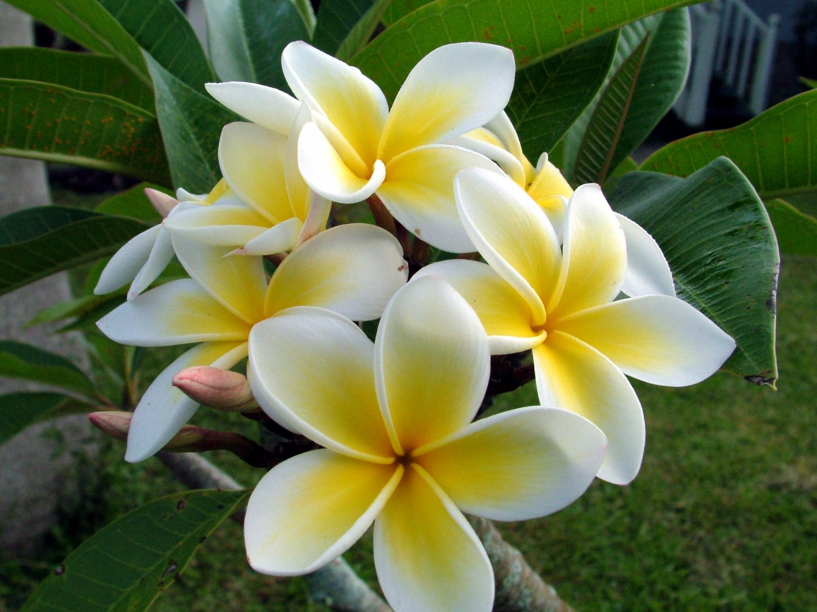 Plumeria Wallpapers  Top Free Plumeria Backgrounds  WallpaperAccess