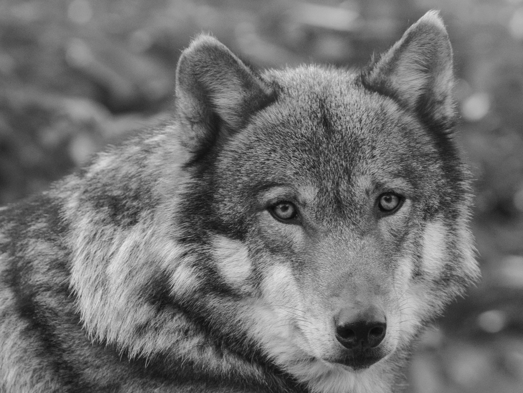 2000x1502 black and white wolf wallpaper Black And White Wolf Wallpaper Desktop