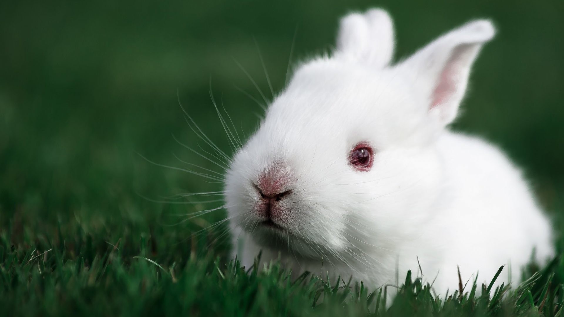 1920x1080 Easter Tag - White Bunny Easter Baby Rabbit Cute Animals Animated for HD  16:9