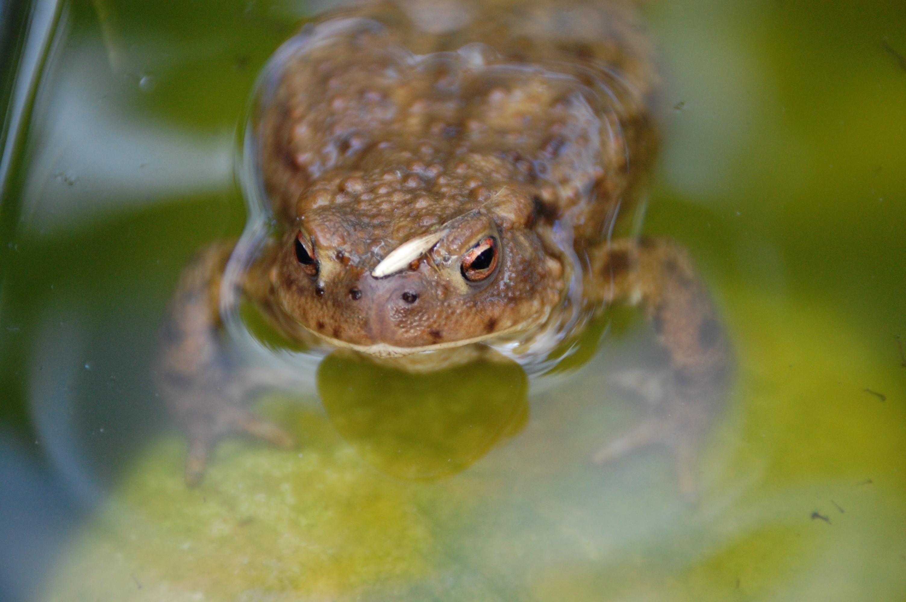 3008x2000 brown frog submerged in ater