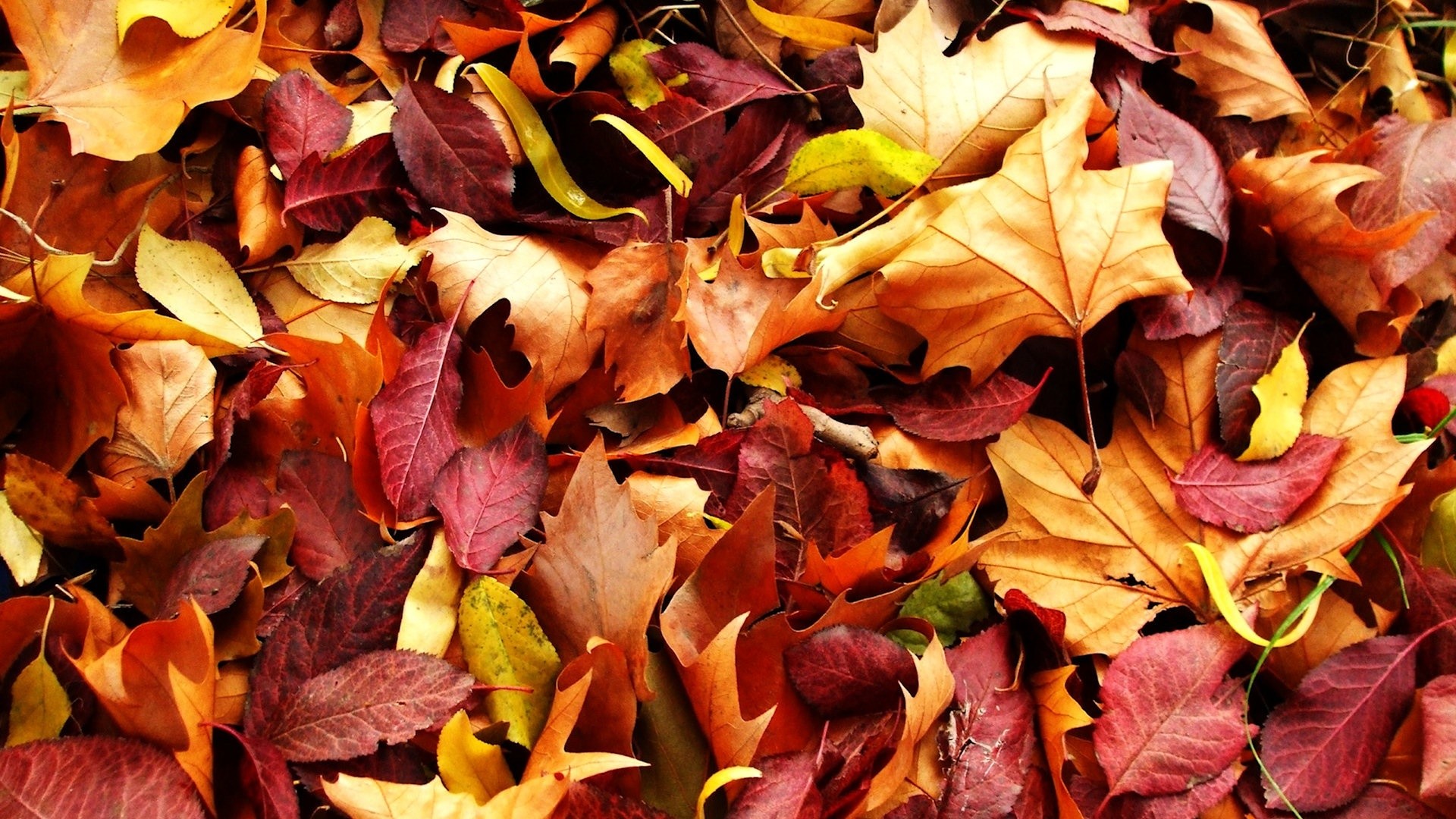 1920x1080 leaves autumn. Â«Â«