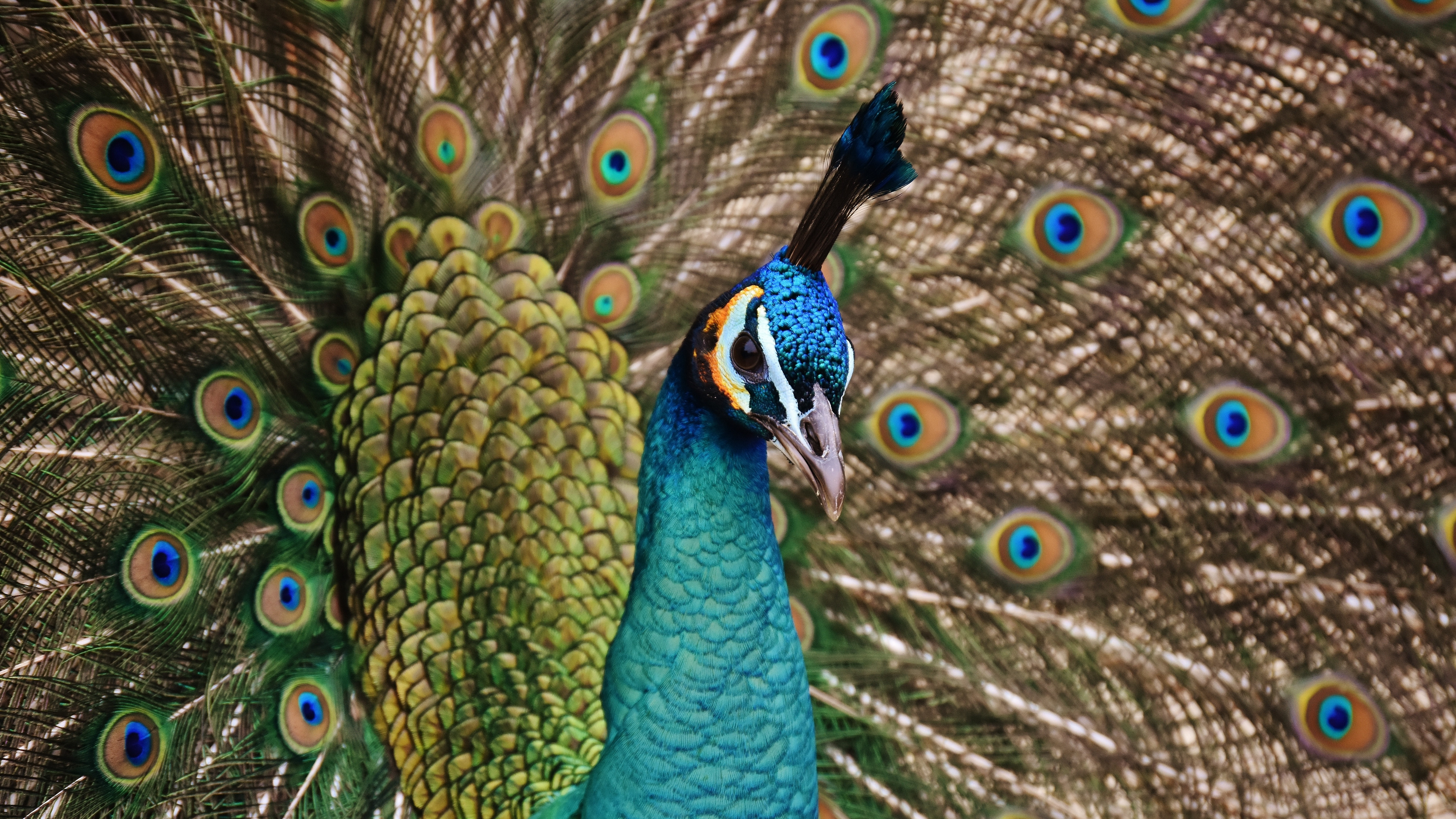 3840x2160 Preview wallpaper peacock, bird, plumage 