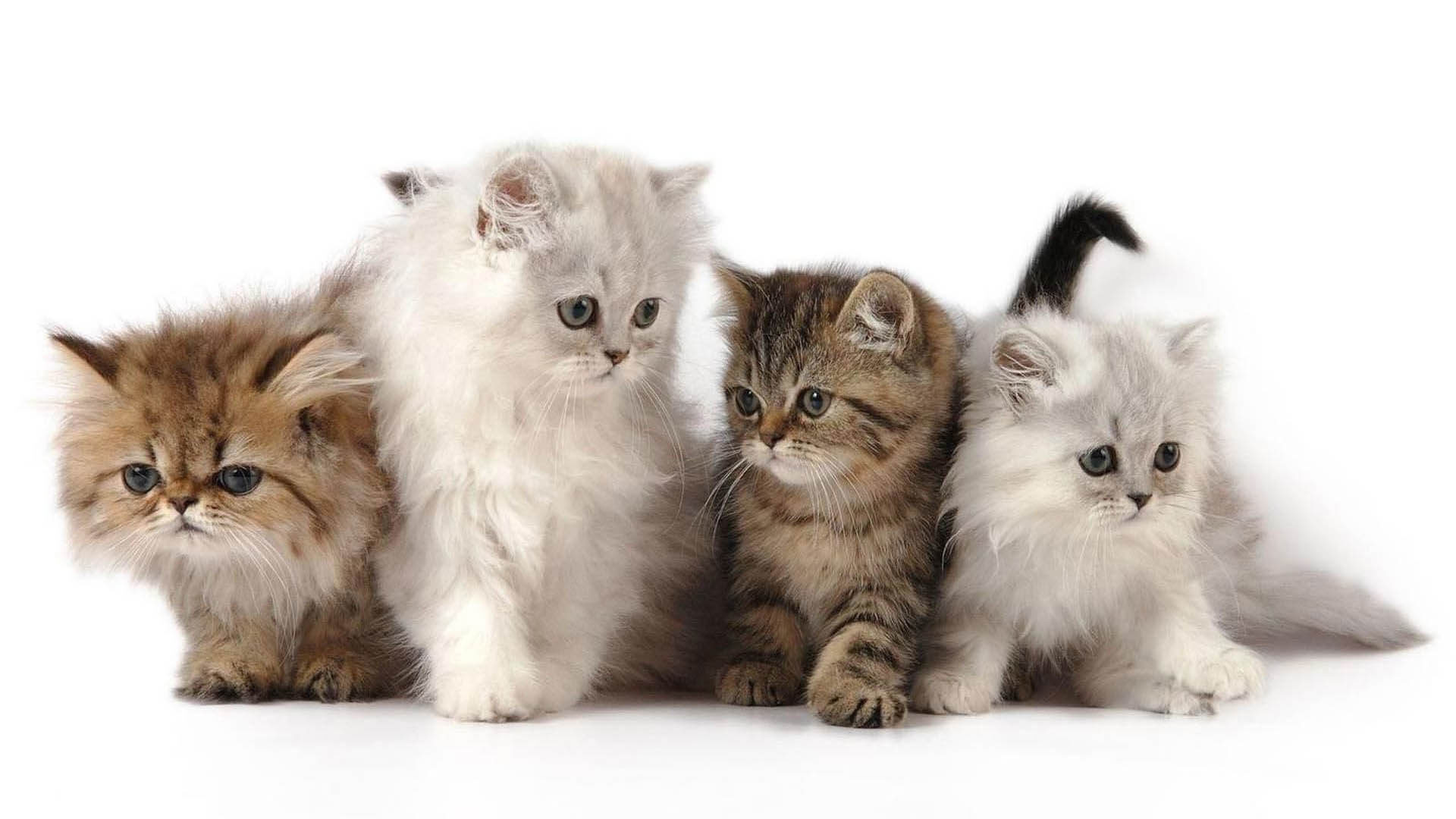 1920x1080 hd pics photos best cute kitten friends many small beautiful cats hd  quality desktop background wallpaper