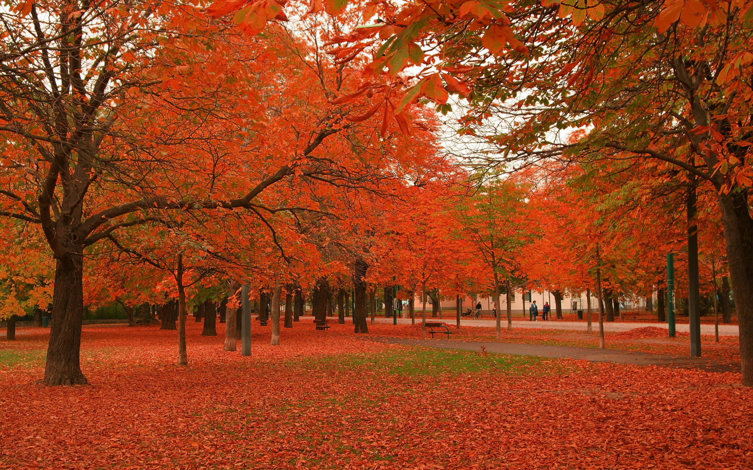 2560x1600 Beautiful Autumn Trees | 2560 x 1600 | Download | Close