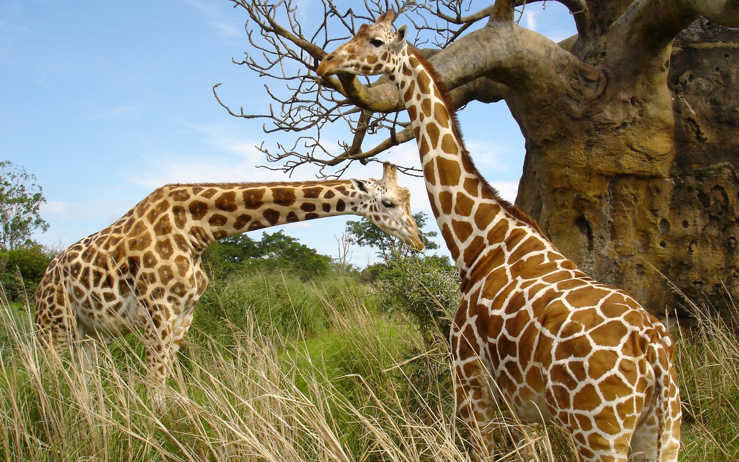 2560x1600 Click here to download in HD Format >> Giraffe Pair Wallpapers http://
