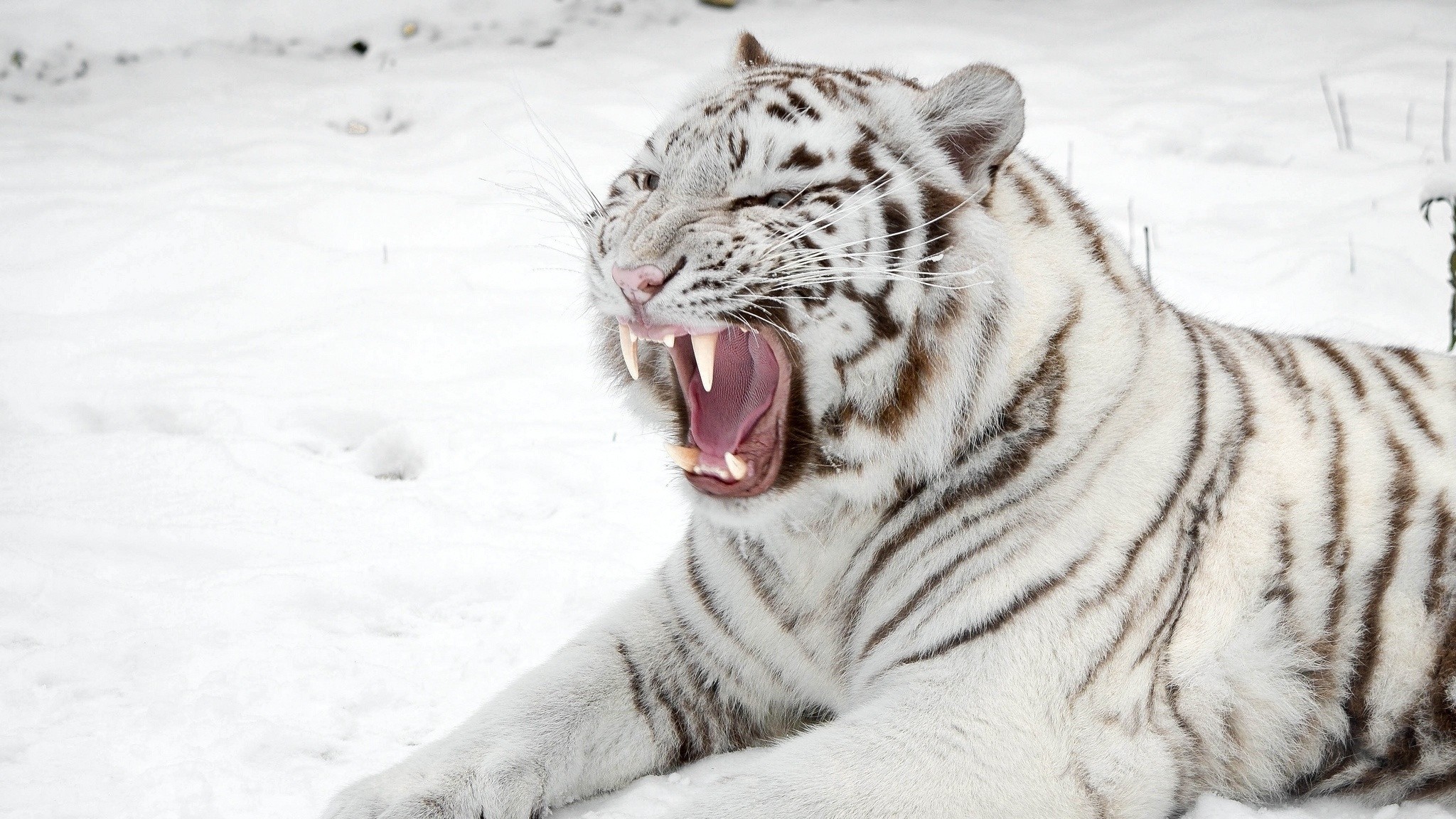 2048x1152  Wallpaper white tiger, snow, predator, mouth, cat, tiger