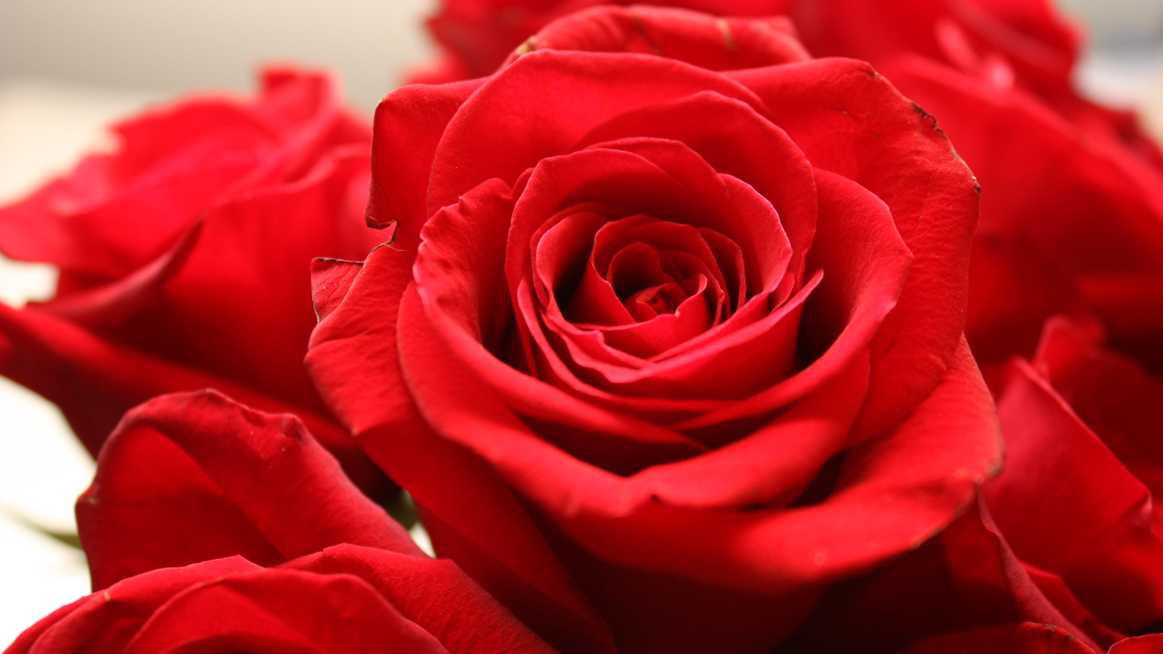 3840x2160 Wallpaper: Red Roses - The Love Symbol. Ultra HD 4K 