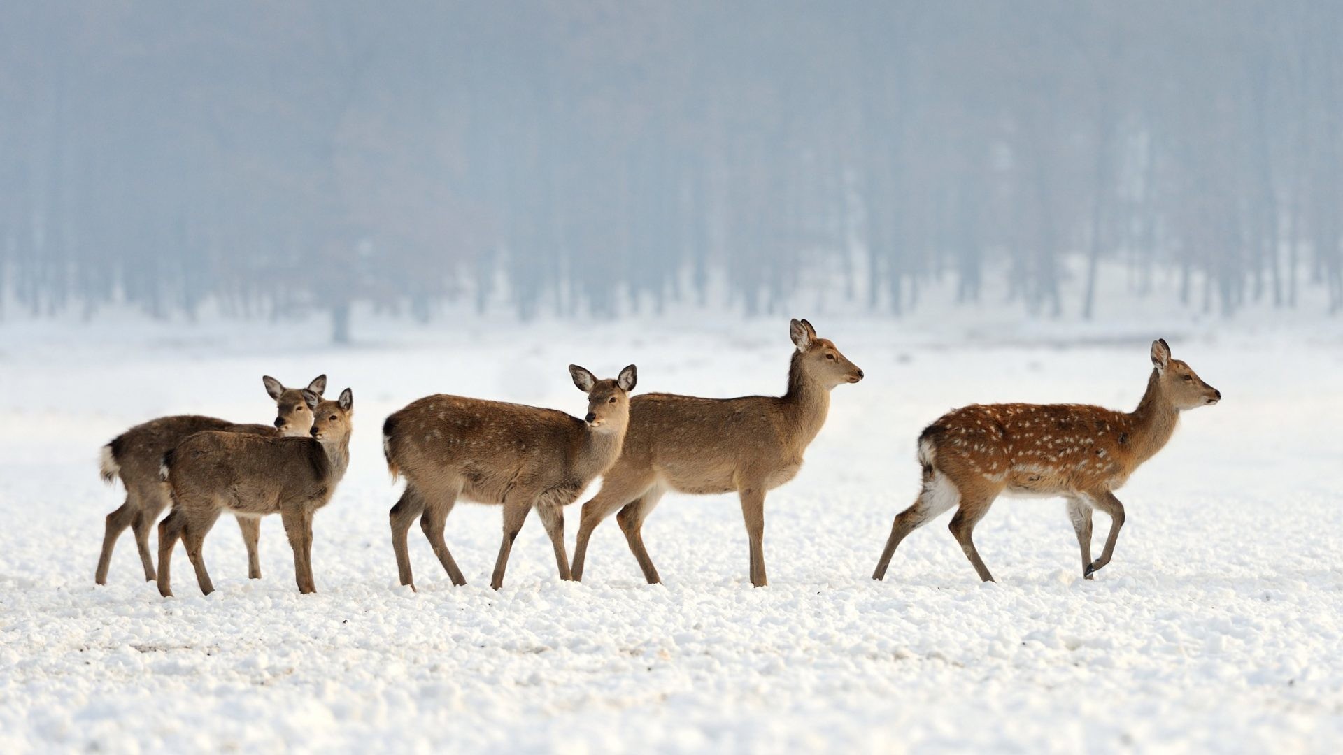 1920x1080 Animals - Winter Deer Snow Nature Landscape Desktop Animals Download for HD  16:9 High