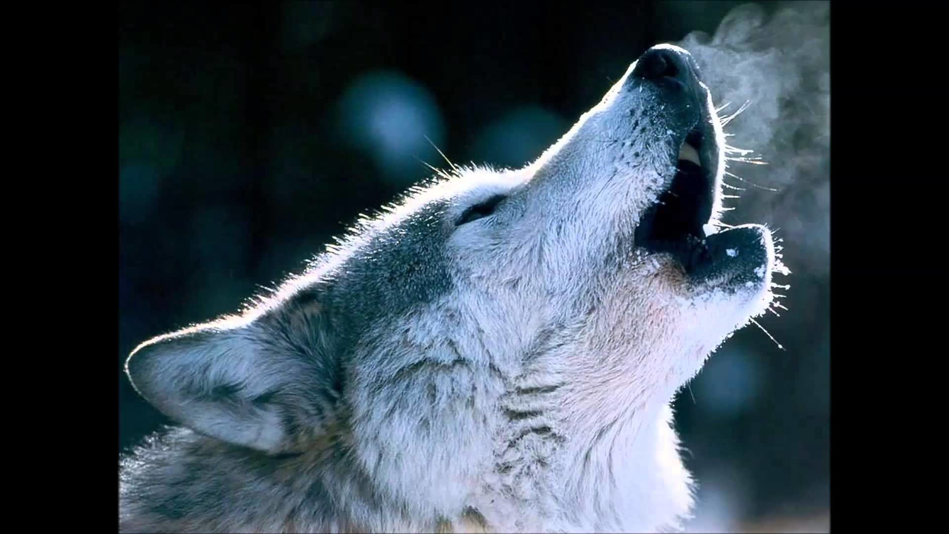 Wolves Howling Wallpaper (68+ images)