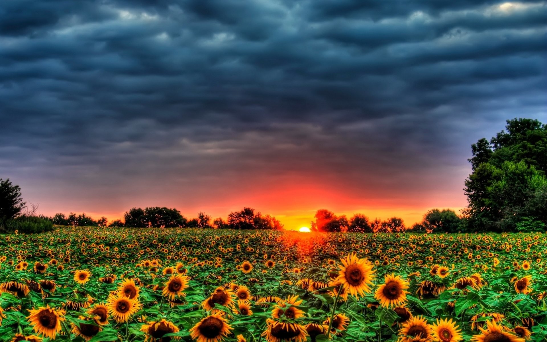 1920x1200 Field Of Sunflowers 880427