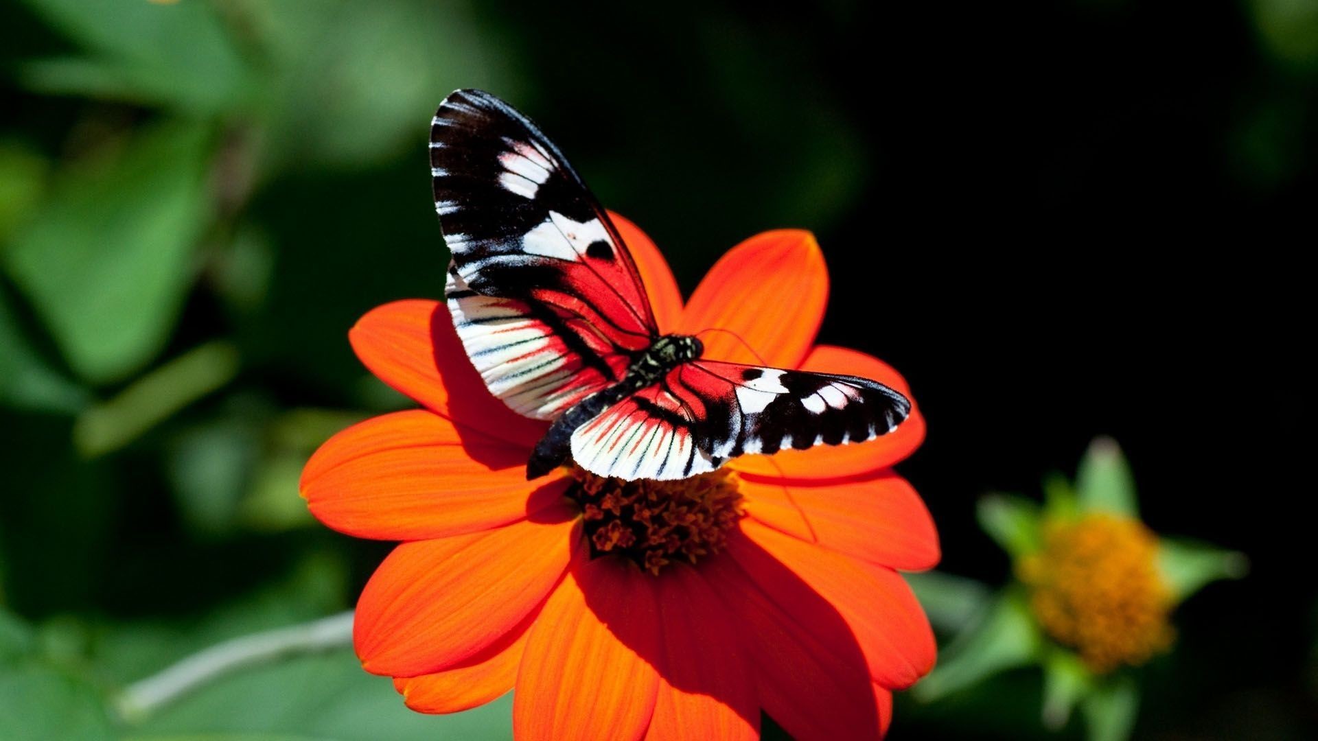 1920x1080 Butterfly HD Wallpapers | Butterfly Desktop Images | Cool Wallpapers