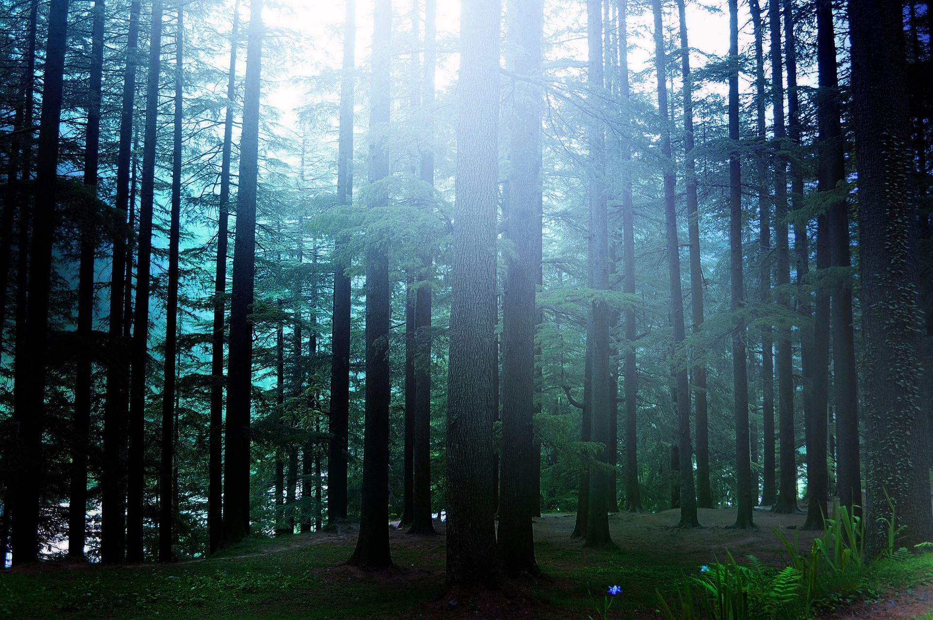 1920x1275 Pine Forest Background