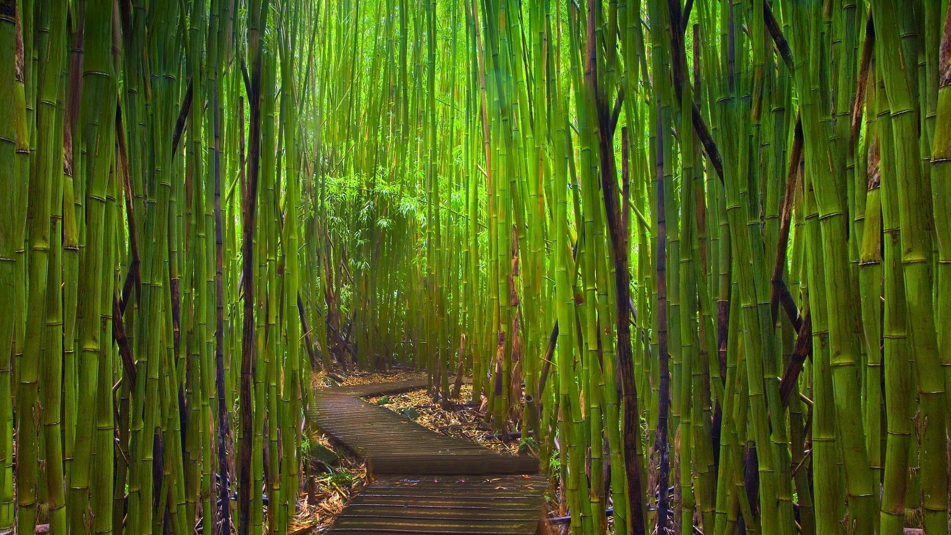 1920x1080  Wallpaper bamboo, thickets, path, bends, young, green