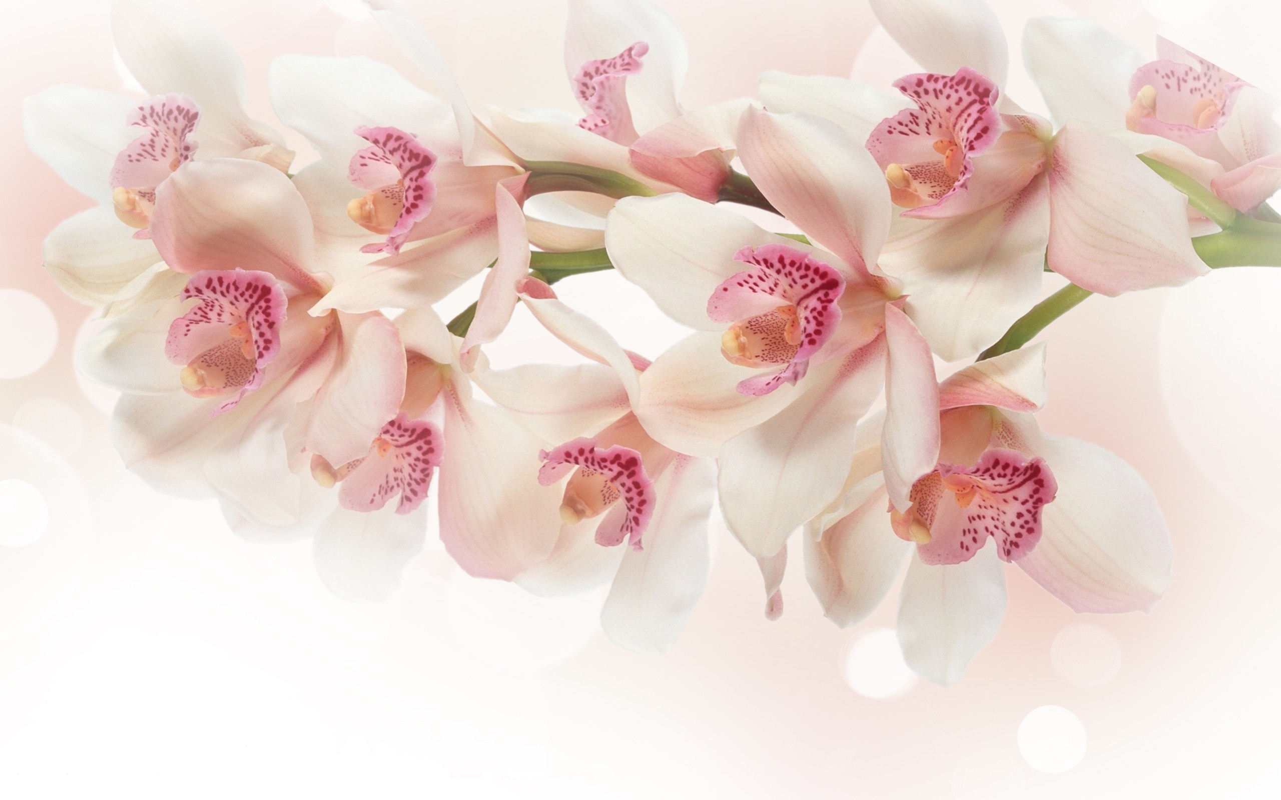 2560x1600 White And Pink Orchids Wallpaper
