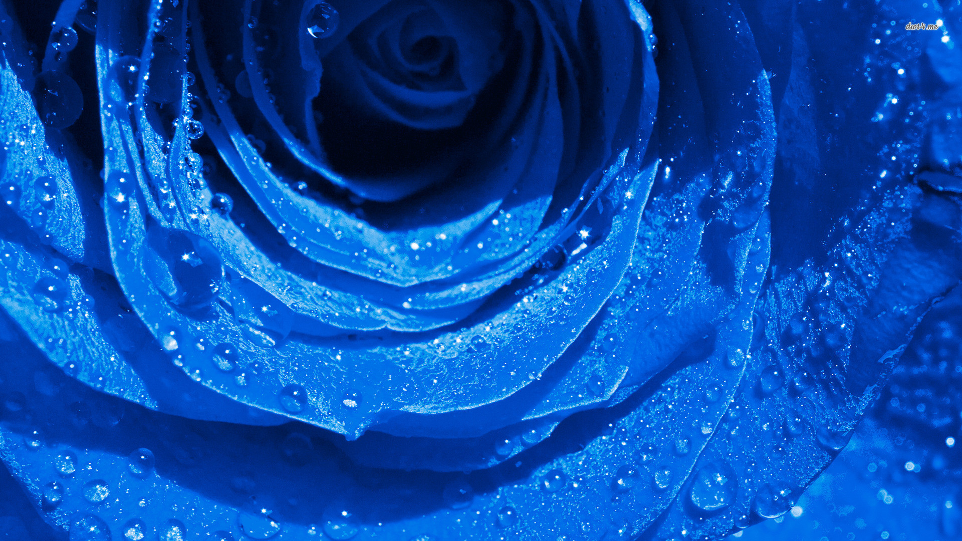 1920x1080 Wet Drops Blue Rose wallpapers (25 Wallpapers)