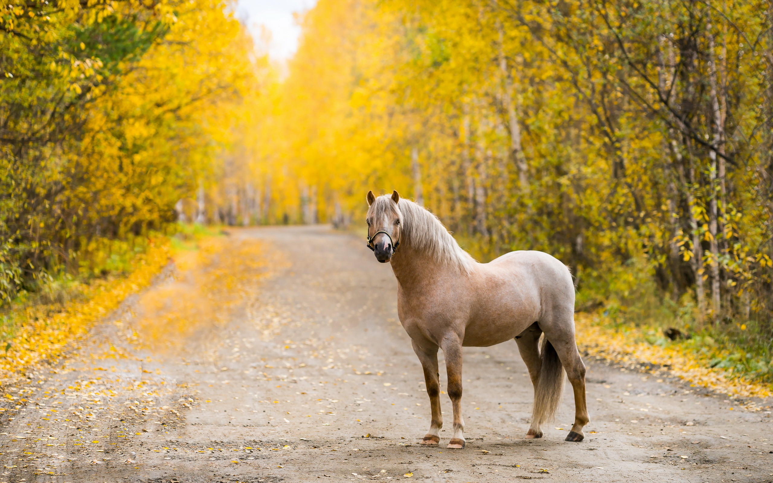 2560x1600 Wallpaper Horses Autumn Roads Forests Animals 