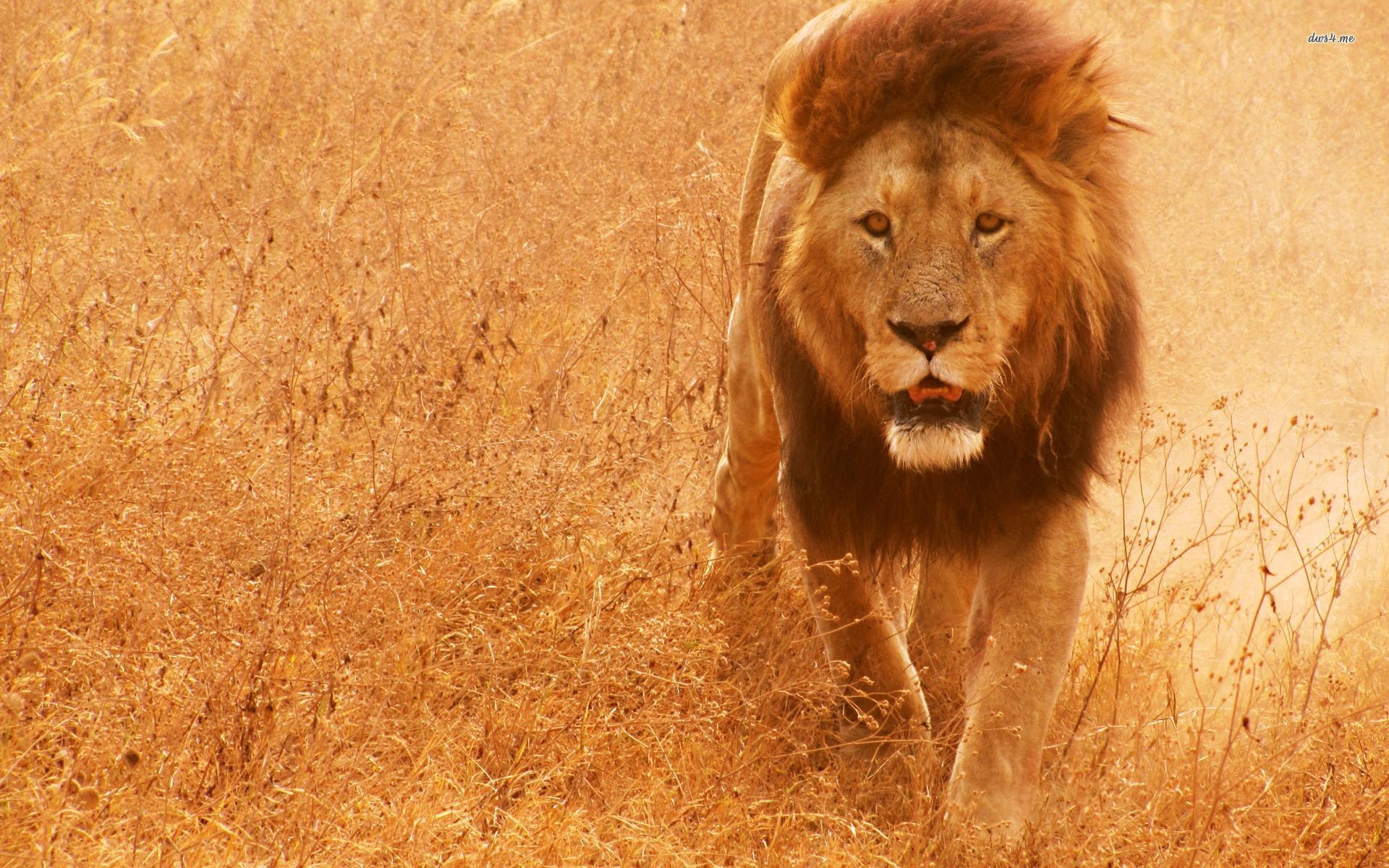 1920x1200 Lion HD Wallpapers | Lion HD Pictures | Free Download – HD .