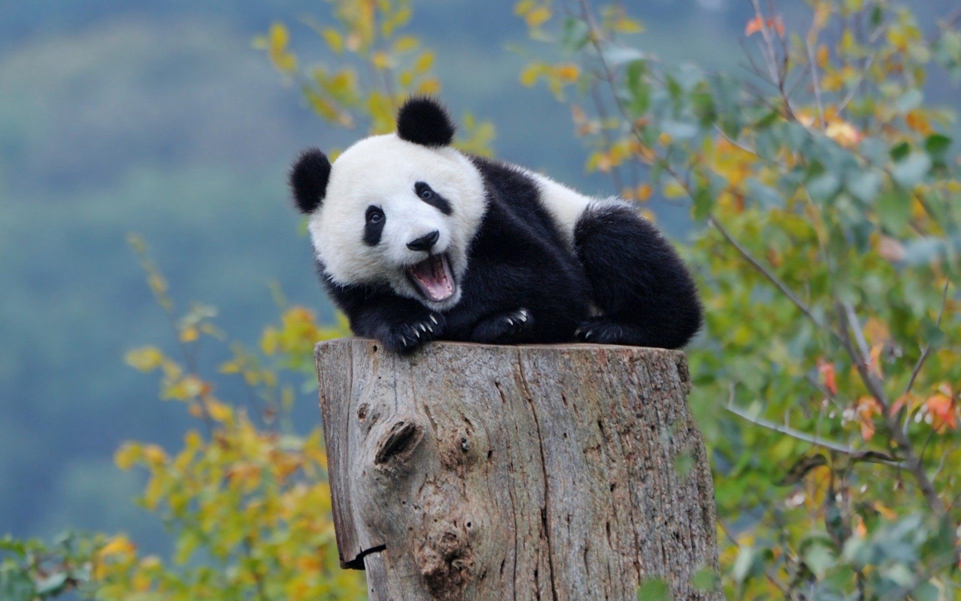 1920x1200 cute panda wide wallpaper