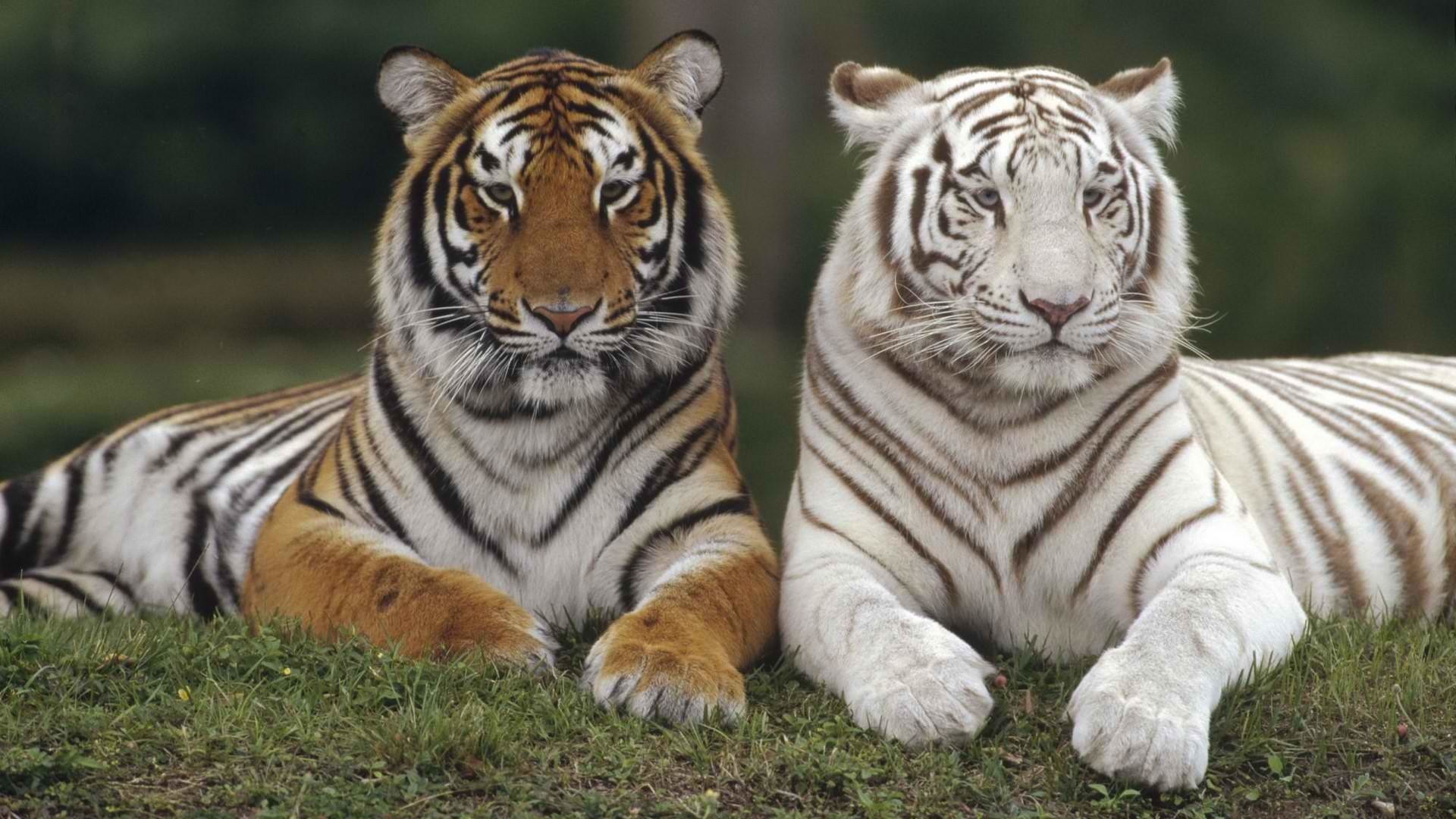 1920x1080 Tiere - Tiger WeiÃer Tiger Big Cat predator (Animal) Wallpaper