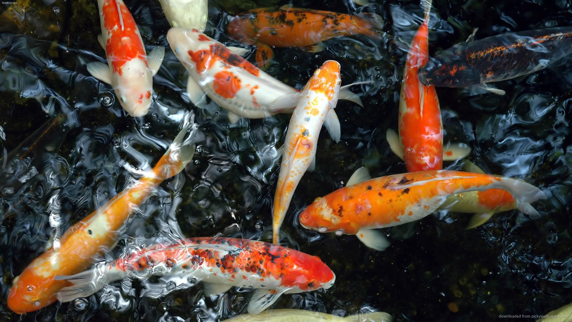 1920x1080 Colorful Koi Fish In The Pond picture