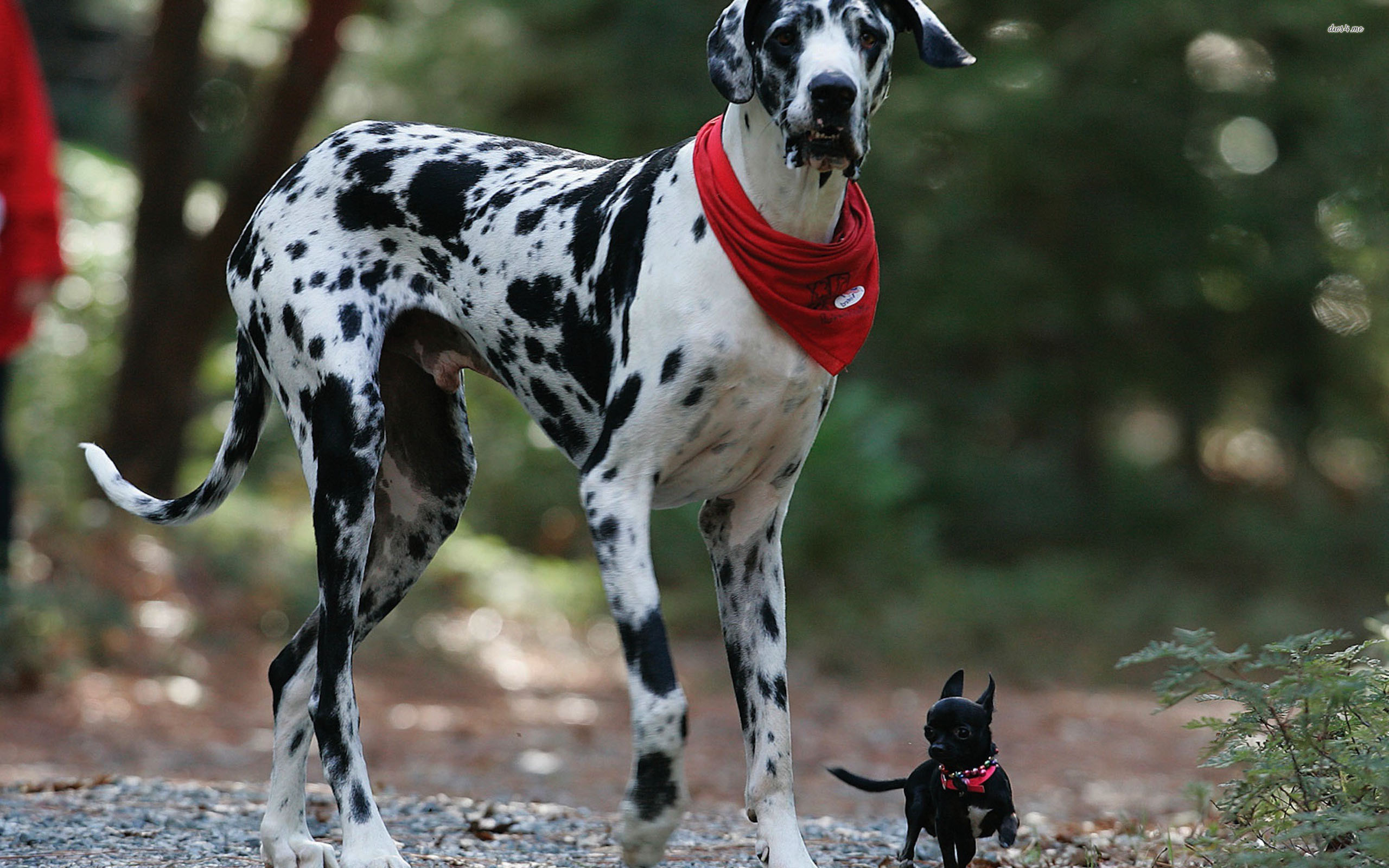 2560x1600 ... Great dane and a chihuahua wallpaper  ...