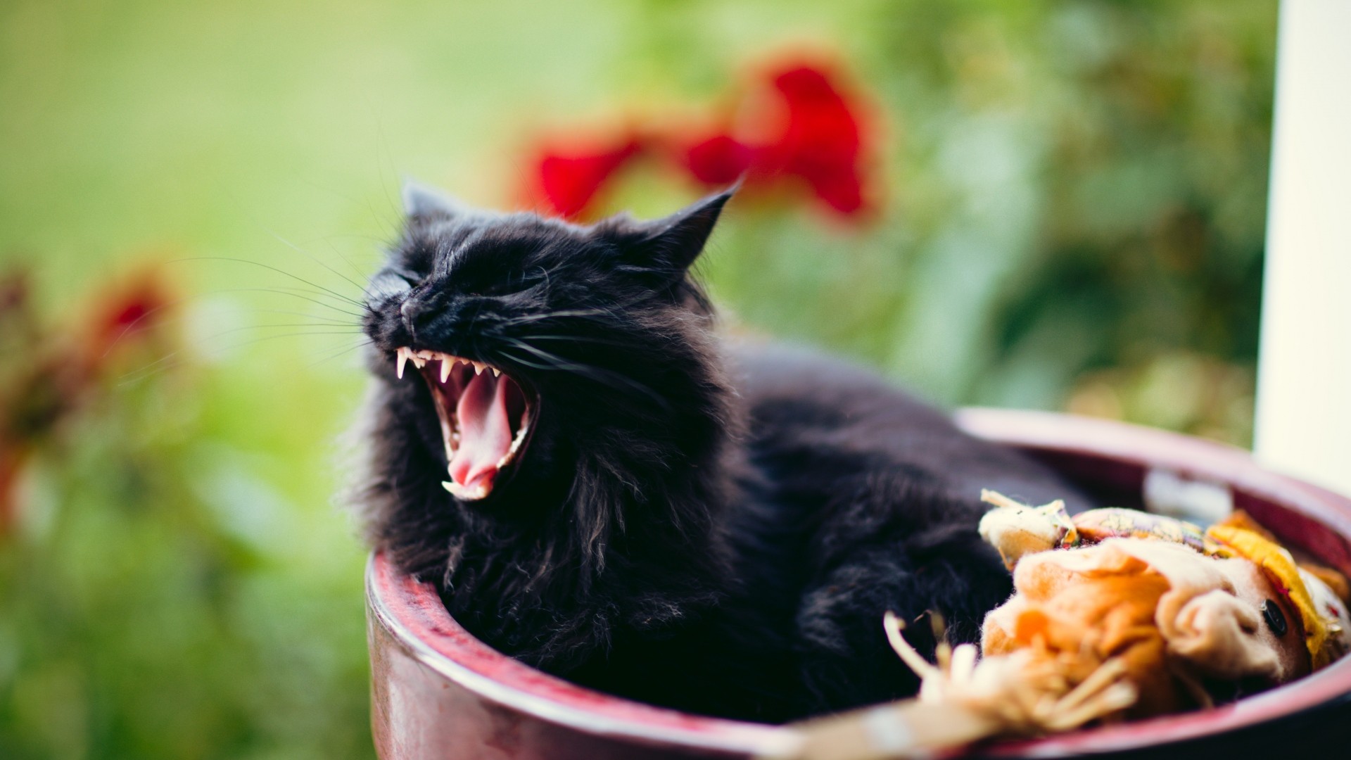 1920x1080  Wallpaper cat, grin, scream, black, furry