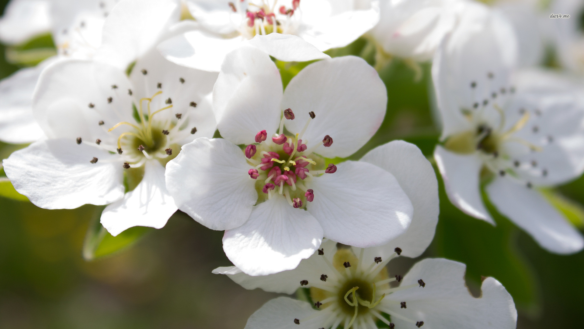 1920x1080 Name: 27782-pear-blossoms--flower-wallpaper.jpg Views