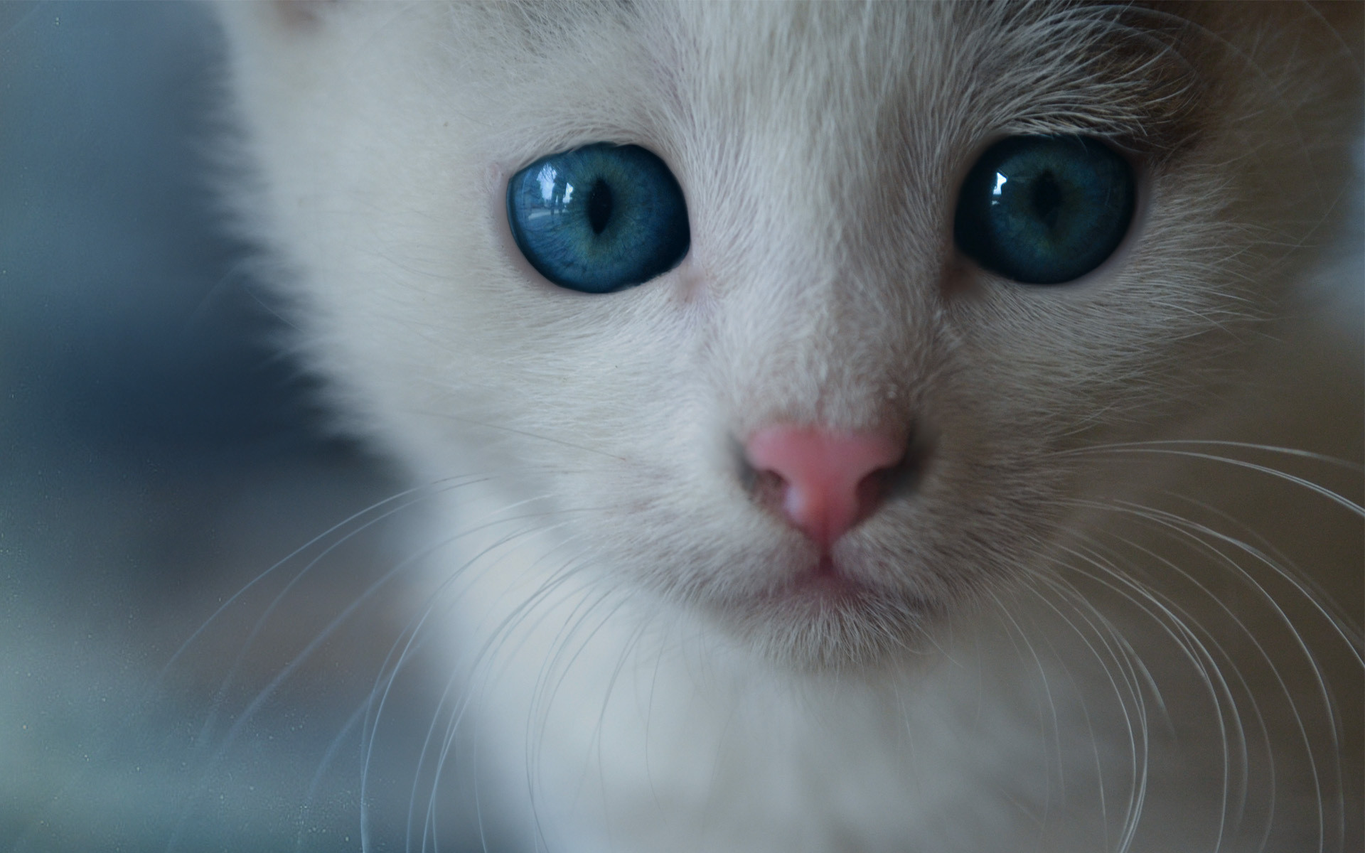 1920x1200 white cat blue eyes hd. Â«Â«