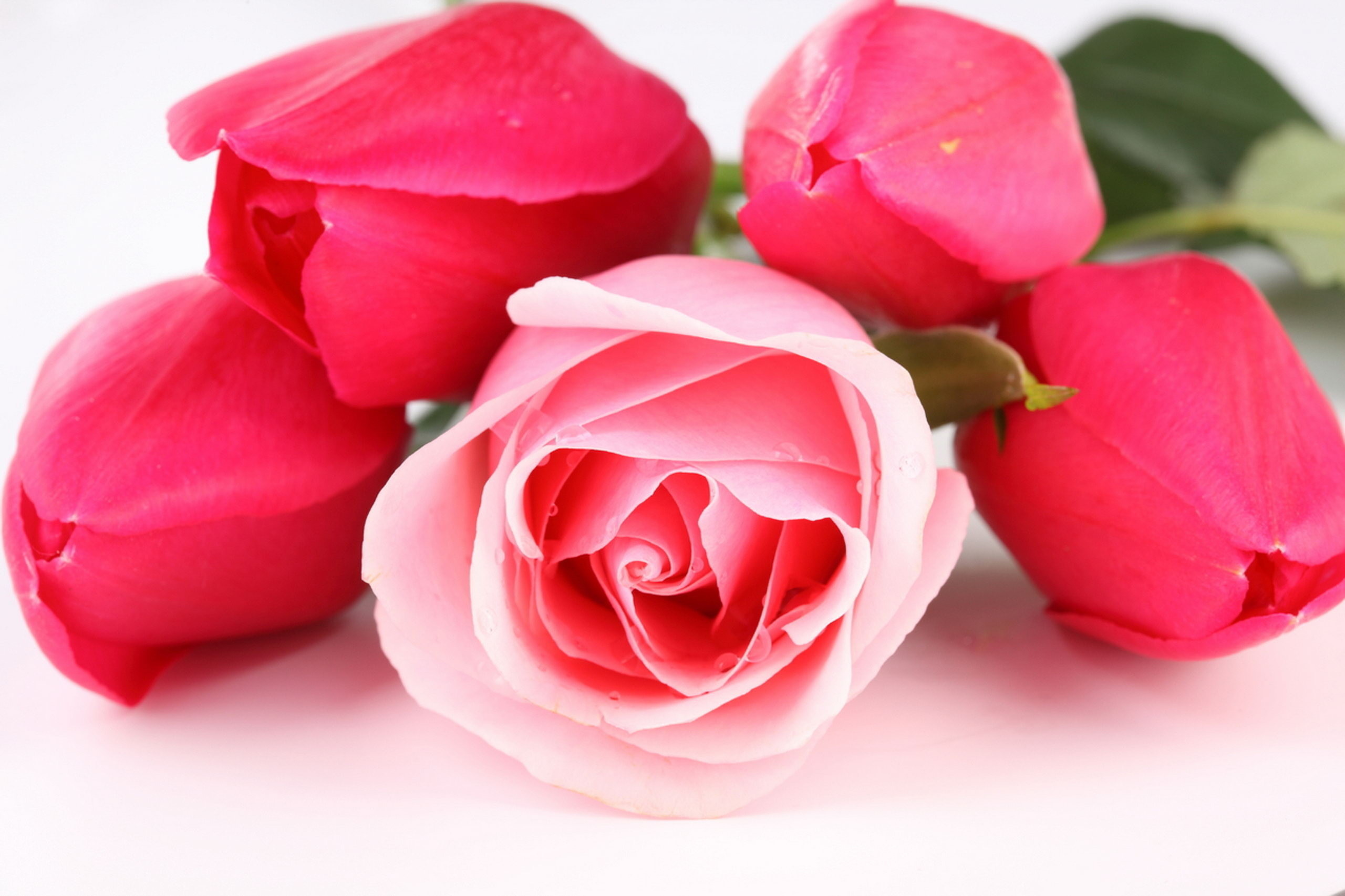 2560x1706 3D rose pictures wallpaper desktop.