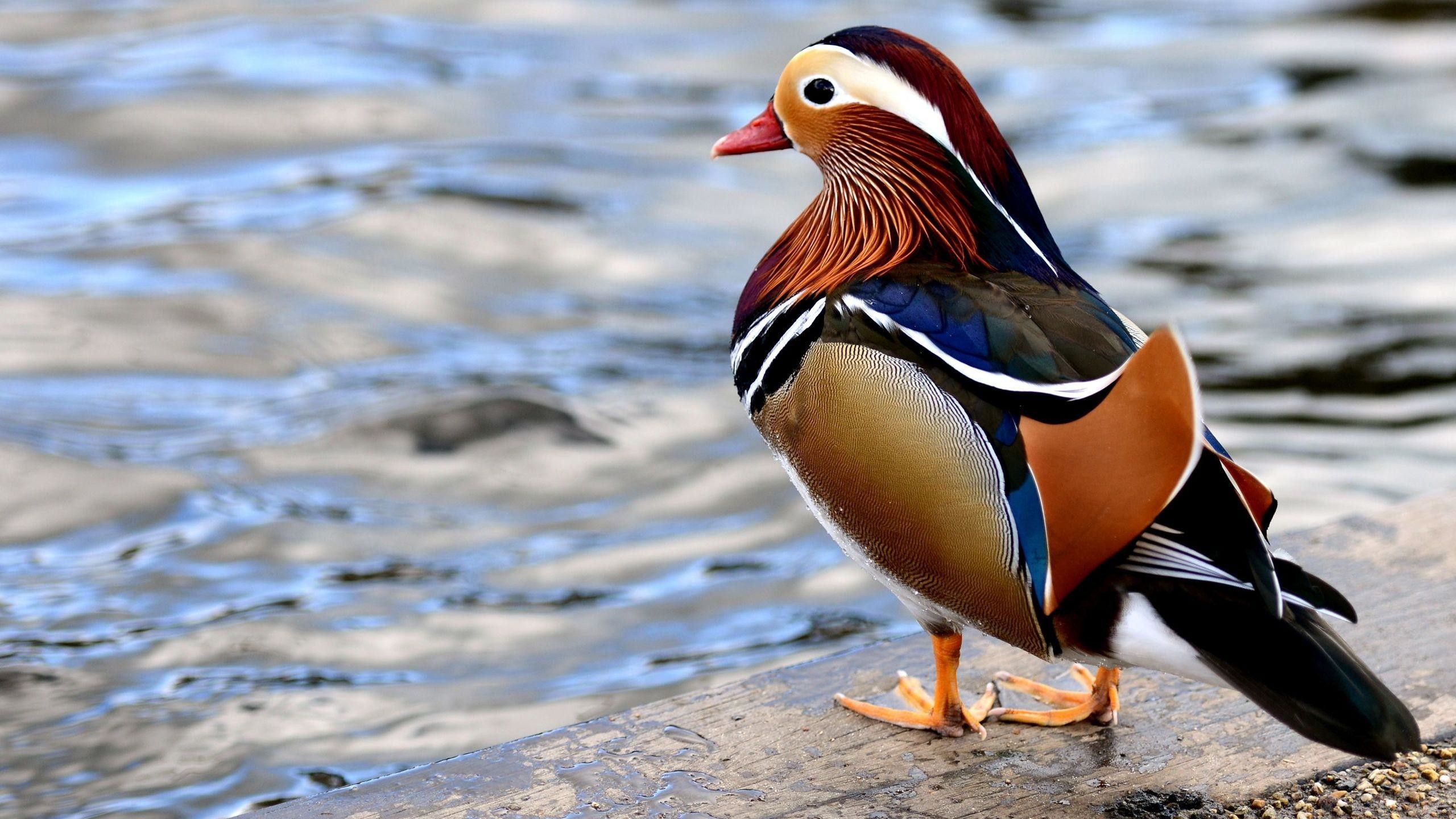 2560x1440 Mandarin duck