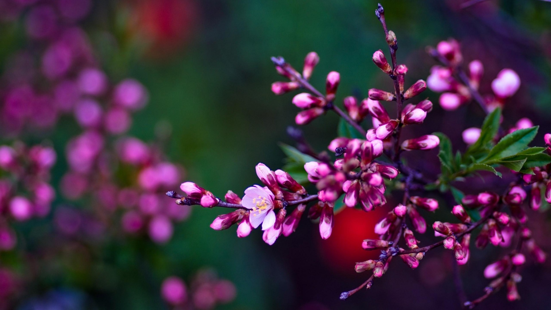 1920x1080 Spring Flowers HD Wallpapers