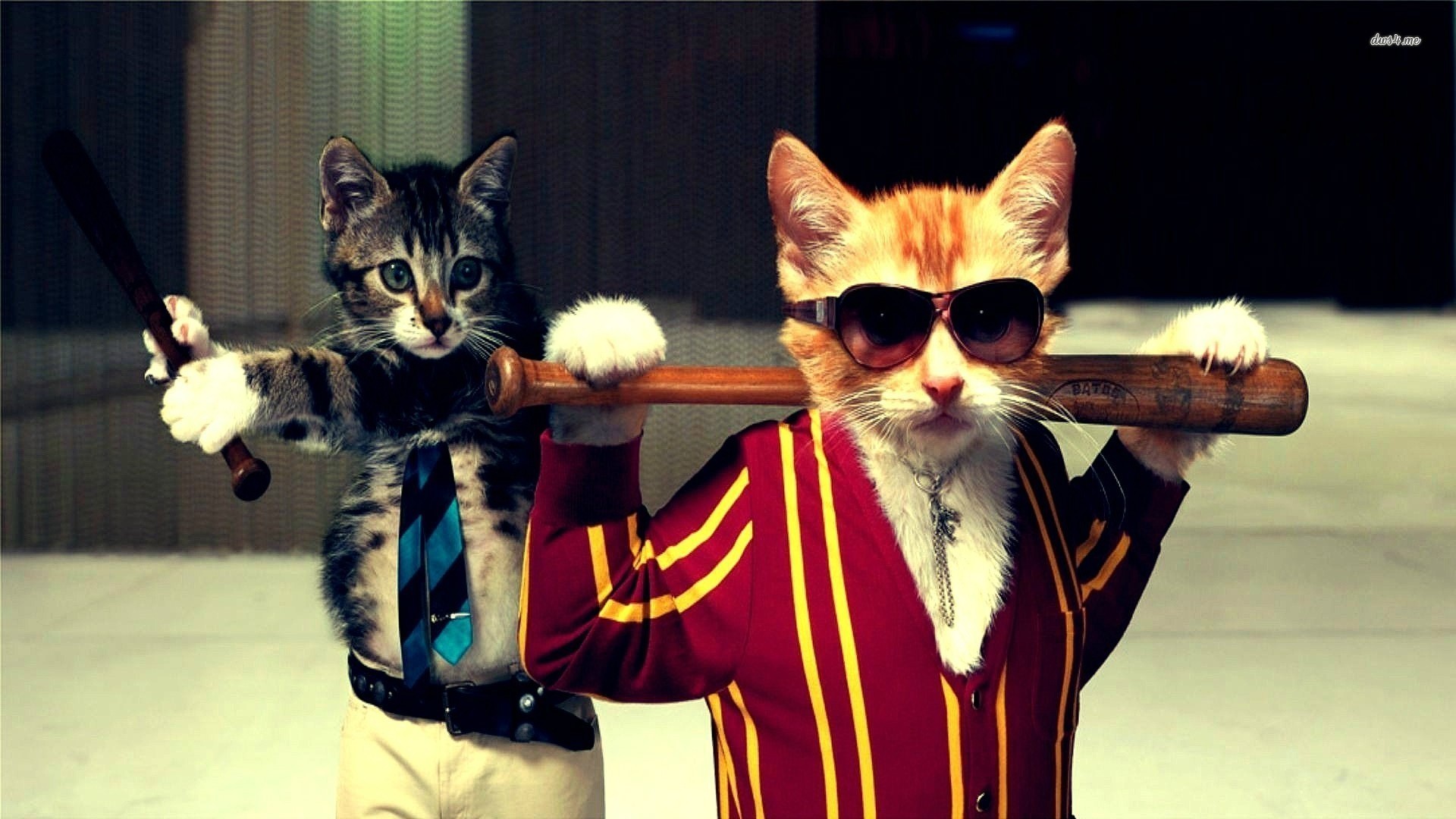 1920x1080 ... Cool Cat With Sunglasses - wallpaper.