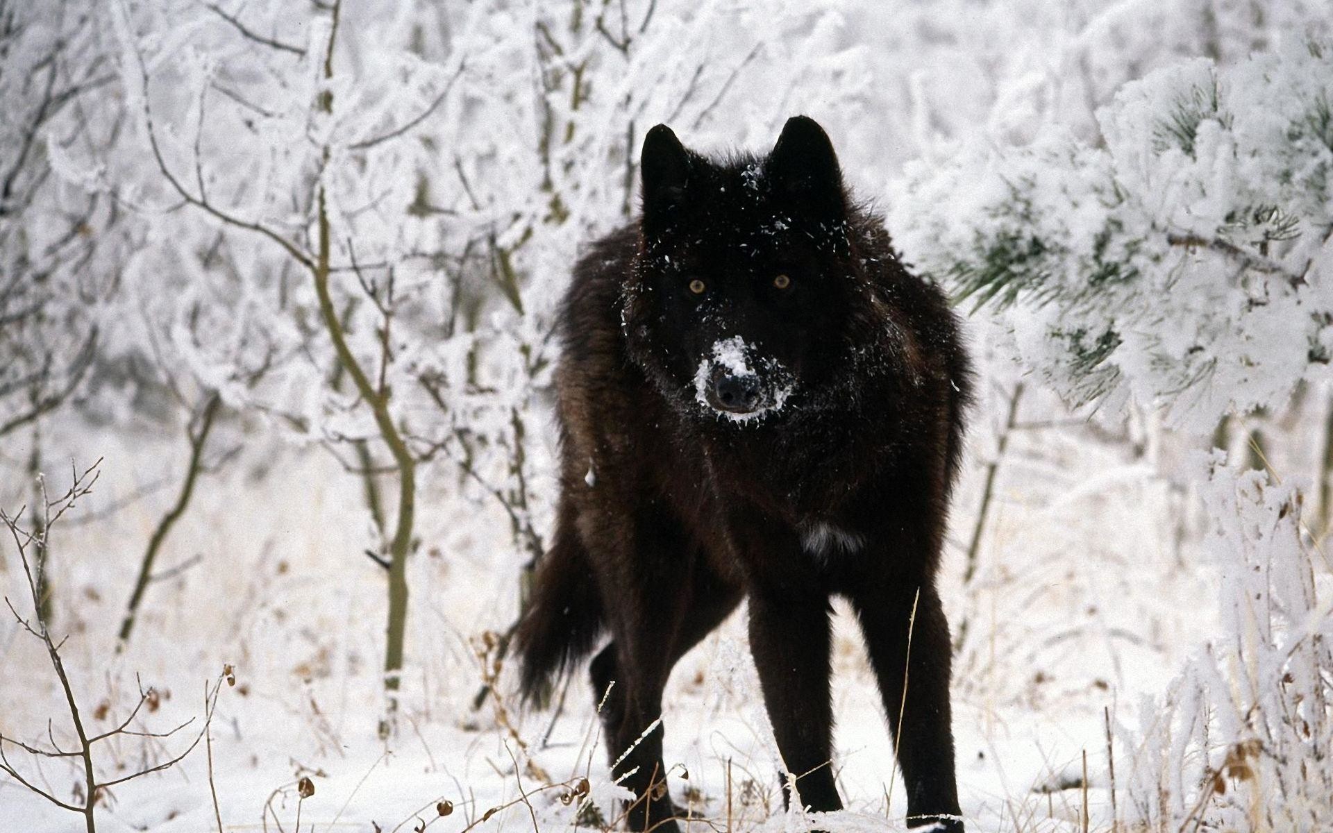1920x1200 Surprising Black Wolf Wallpaper PX ~ Wolf Wallpapers #227890