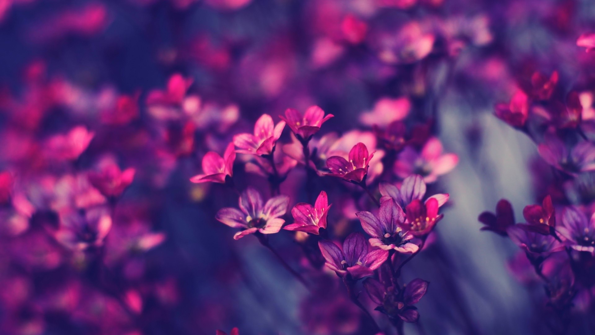 1920x1080 1. pictures-of-purple-flowers1-600x338