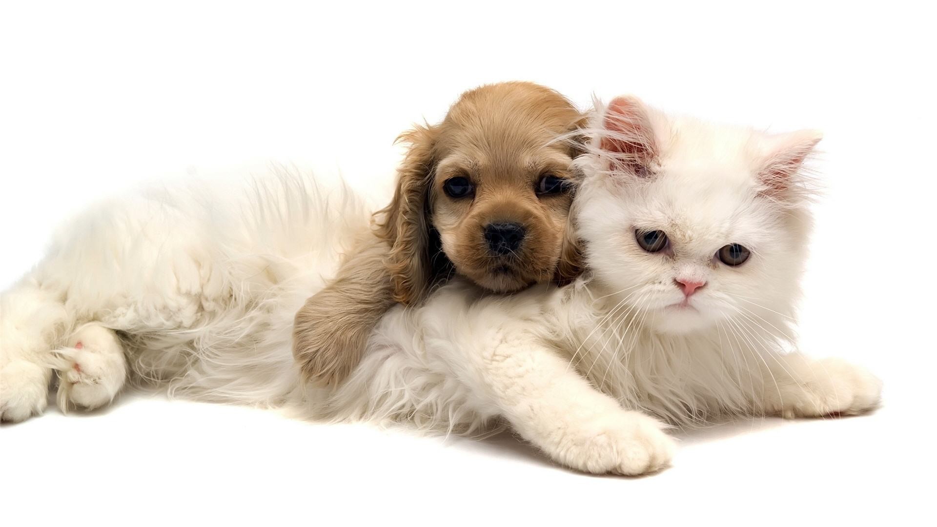 1920x1080 Adorable Cat and Dog Wallpaper | Wallpapers Green Cat Cute And Dog Jpg   | #