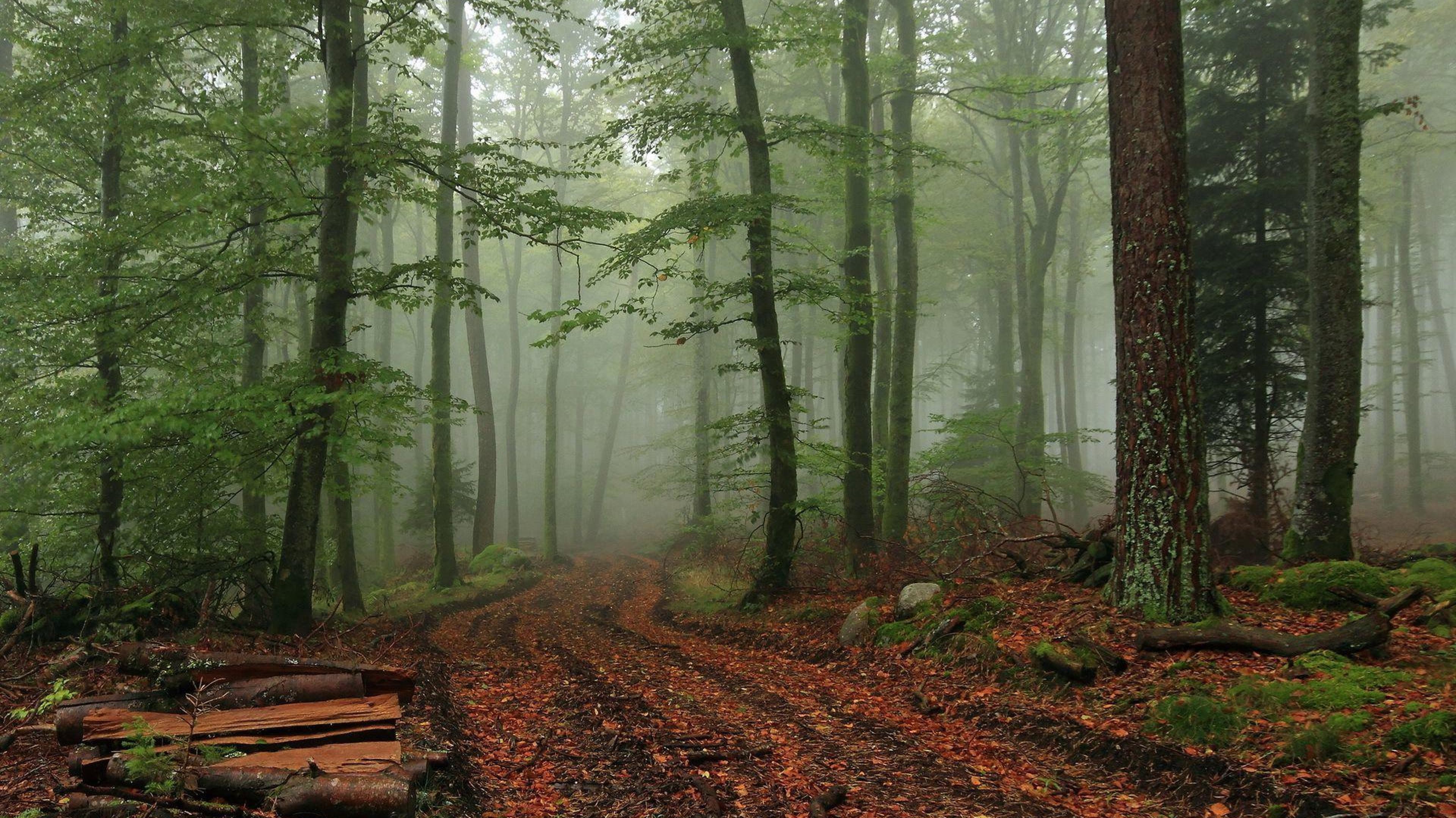 3840x2160 wallpaper.wiki-Nature-Images-Foggy-Forest-PIC-WPB004352