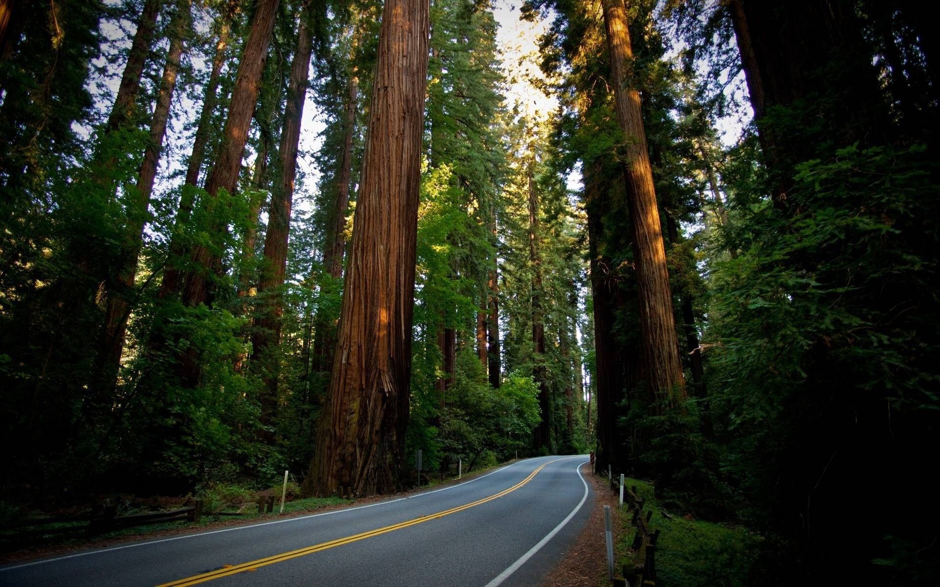 1920x1200 Sequoia National Park, California