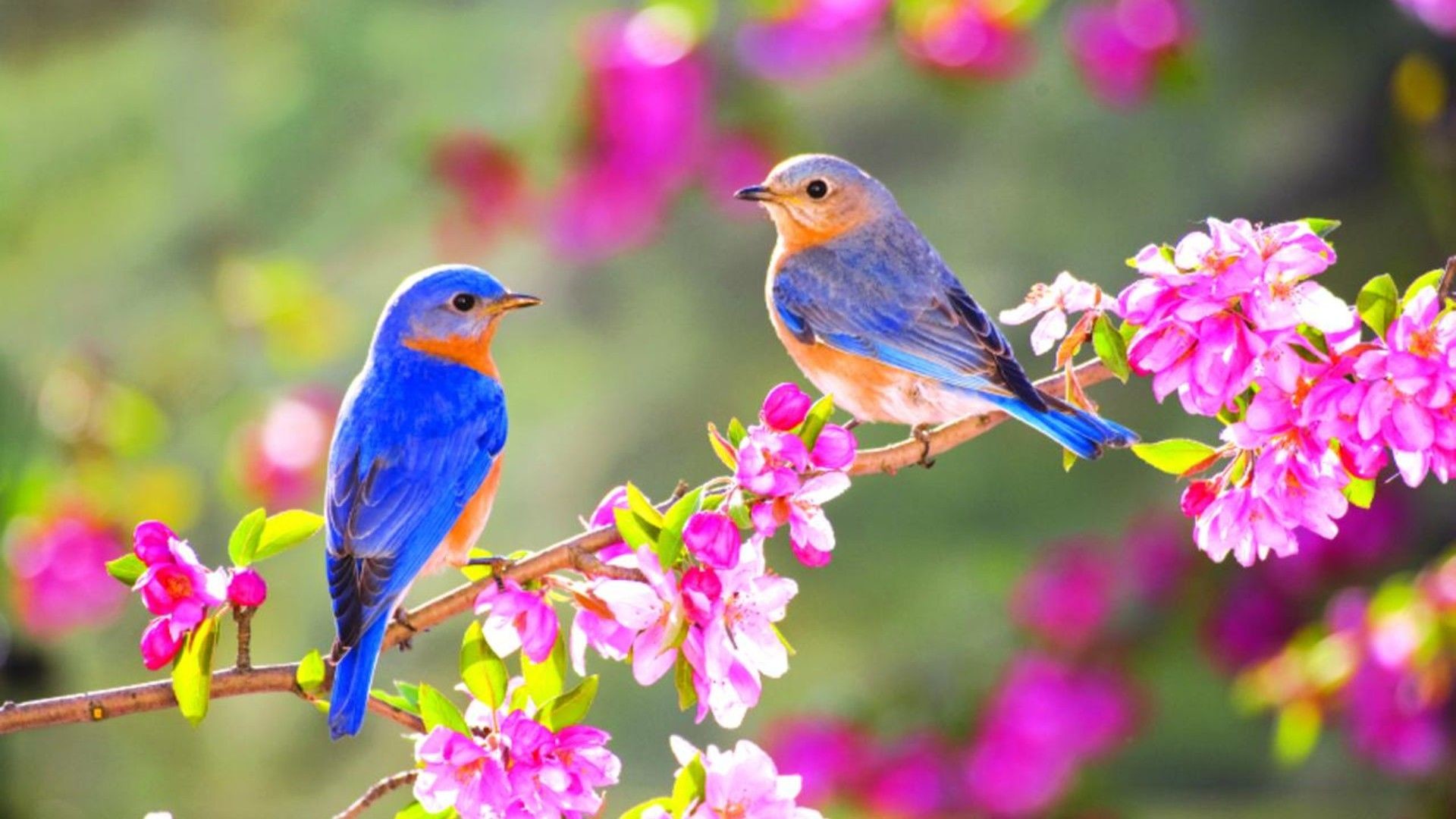 1920x1080 Wallpaper Download  Lovely two little blue birds on a blossom  branch. Animal Wallpapers. HD Wallpaper Download for iPad and iPhone  Widescreen 2160p