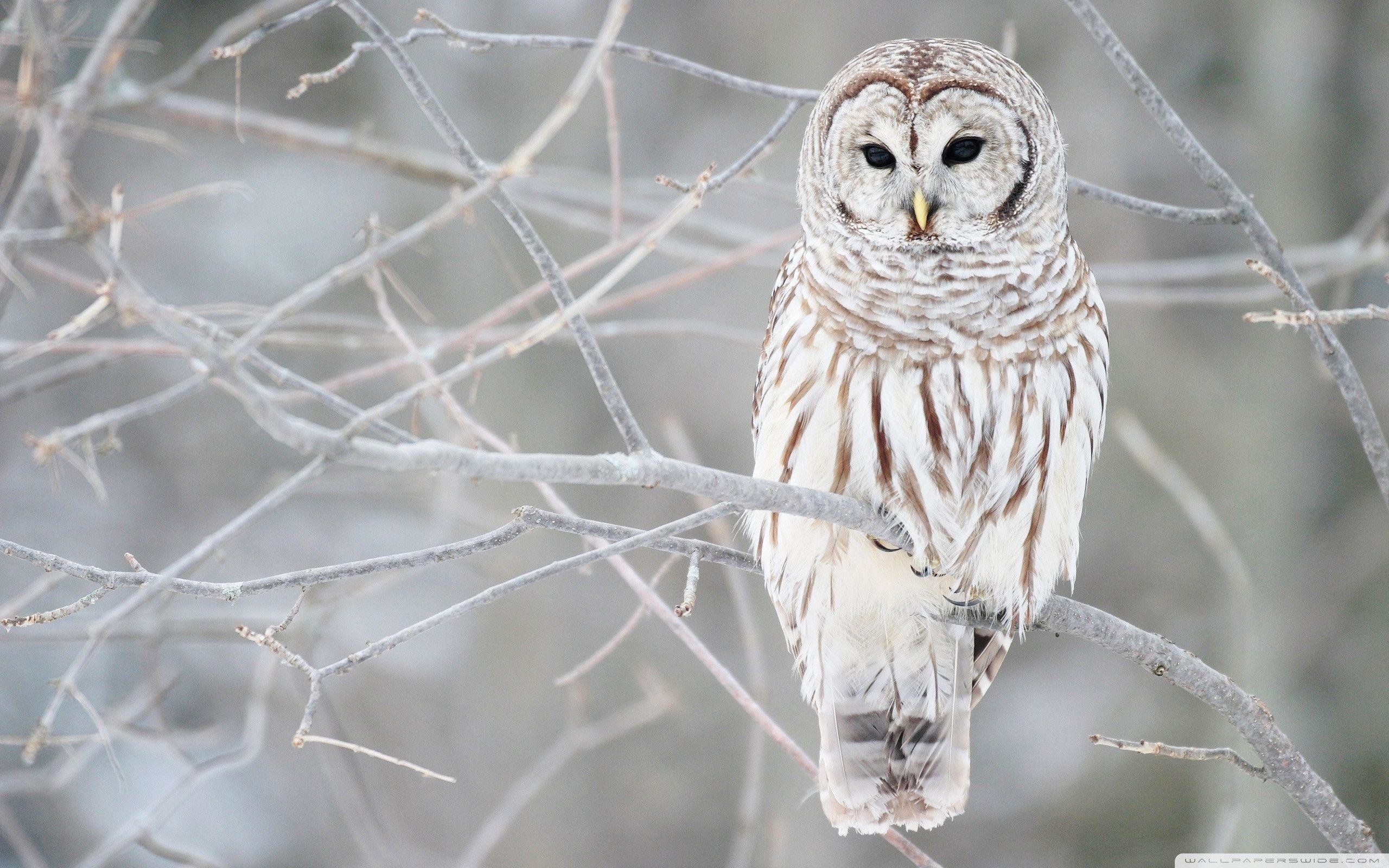 2560x1600 White Owl Hd Wallpaper Â« Animals & Birds Wallpapers Â« Free .