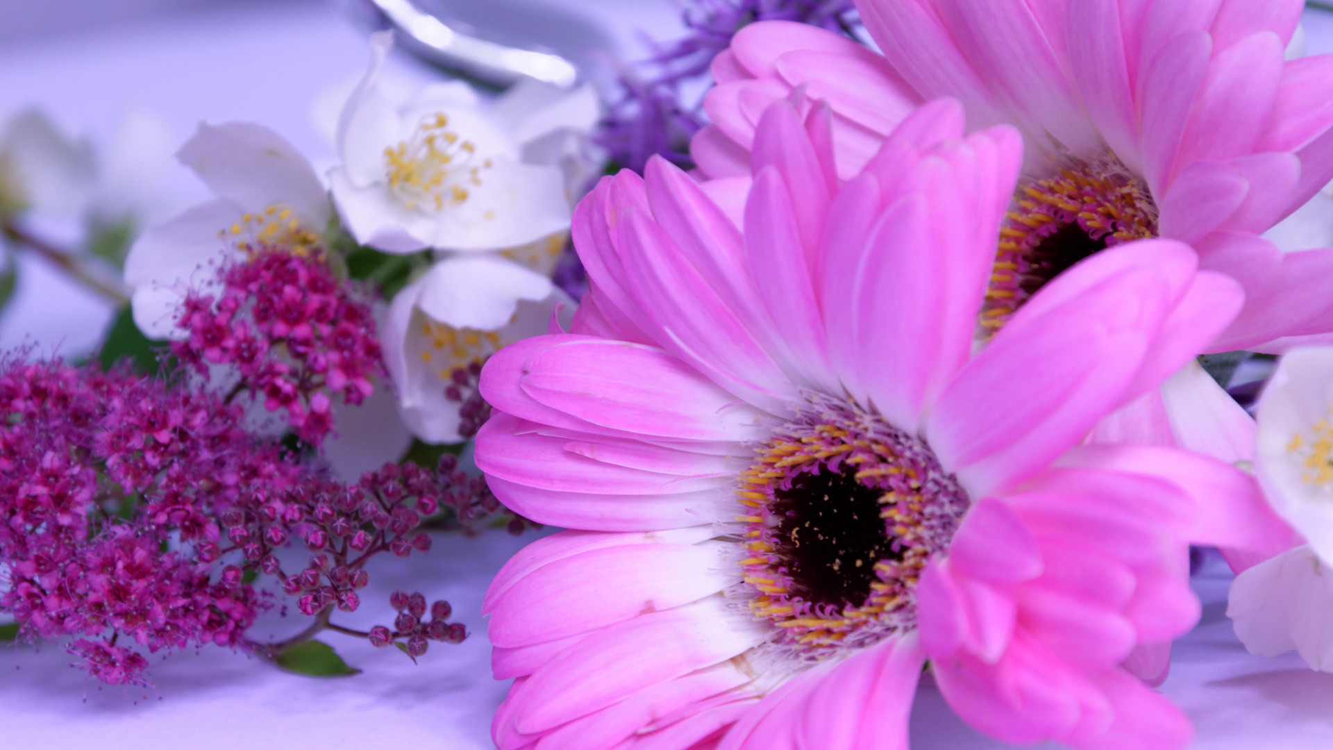 1920x1080  wallpaper Flowers, pink daisy, white Jasmine