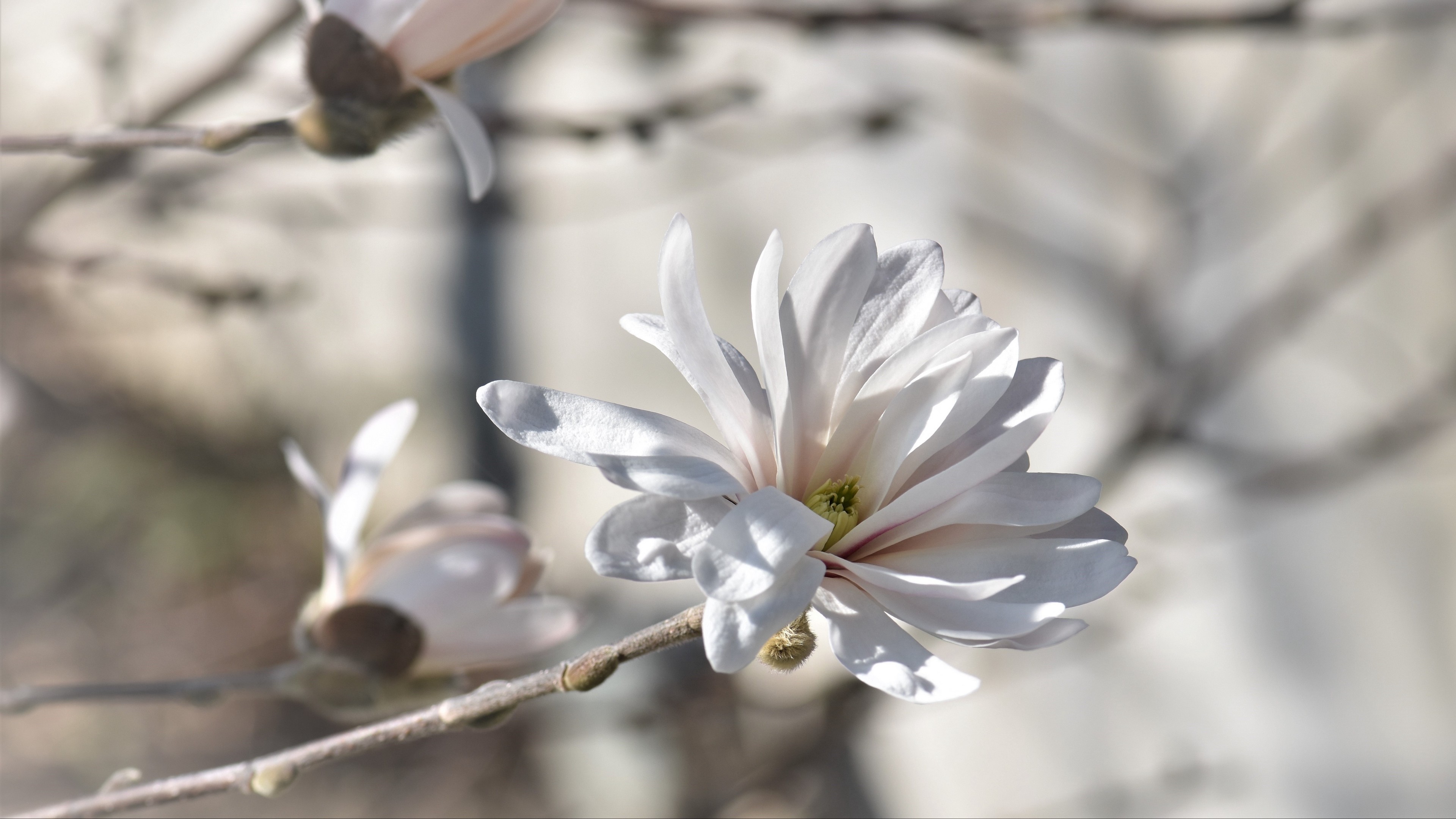3840x2160  Wallpaper magnolia, tree, flowers