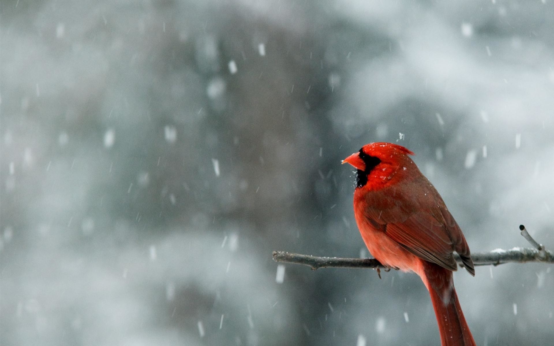 1920x1200 Male Cardinal In Snow